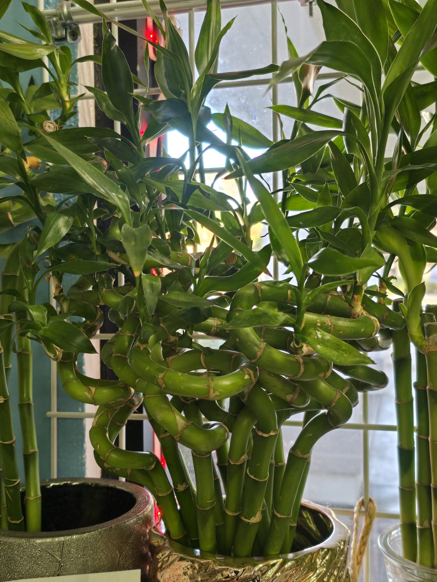 chinese bamboo plant indoor 5 pcs Curly Chinese Bamboo 12-15 inch long