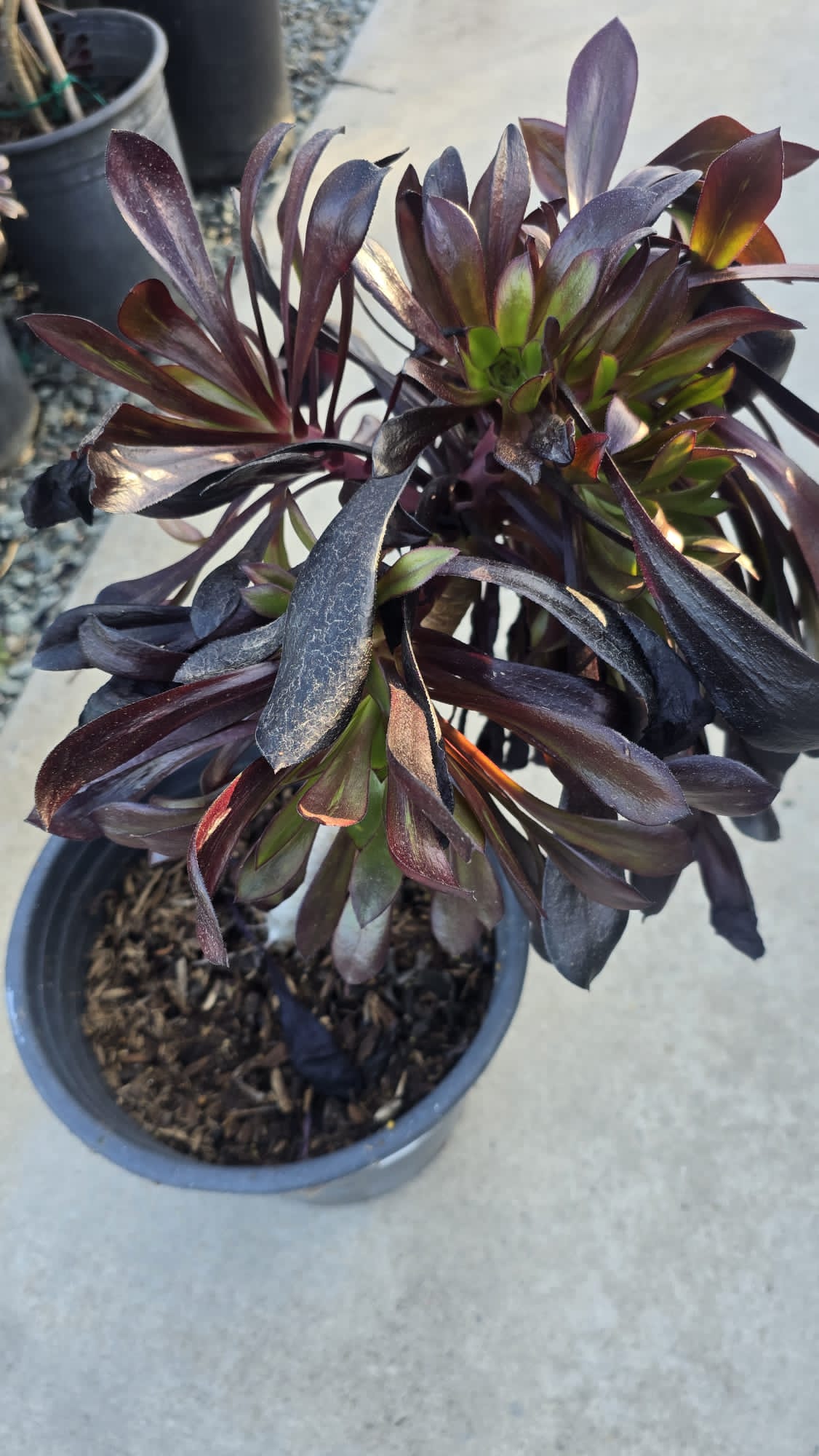 Aeonium Arboreum Black 'Zwartkop' in 5 gallon pot Easy care