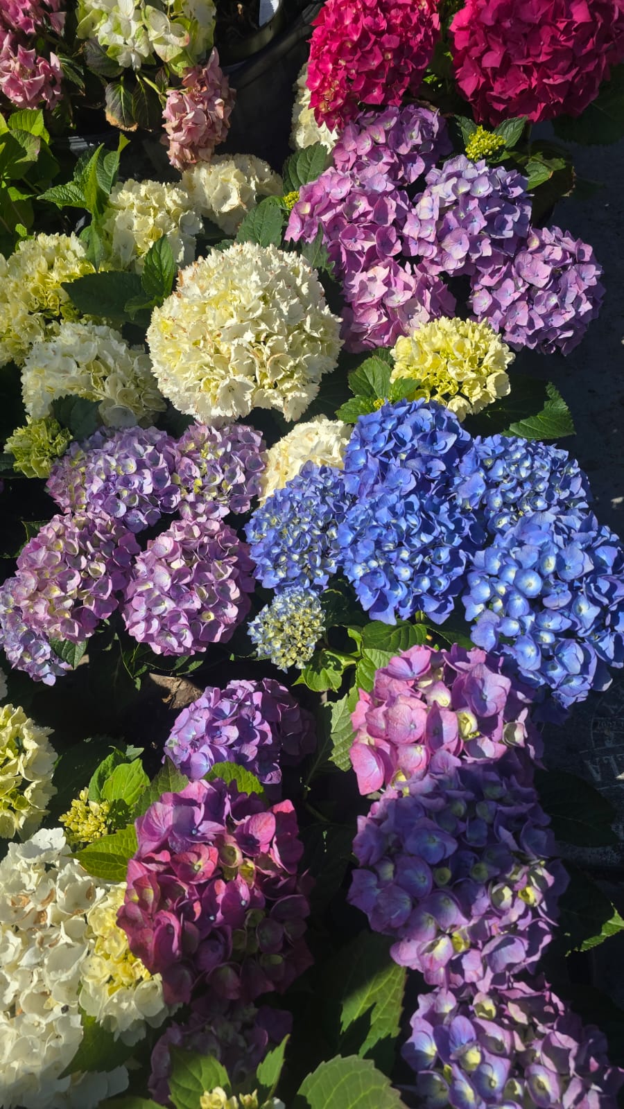 Purple Hydrangea macrophylla in 3 gallon pot with 3+ flowers