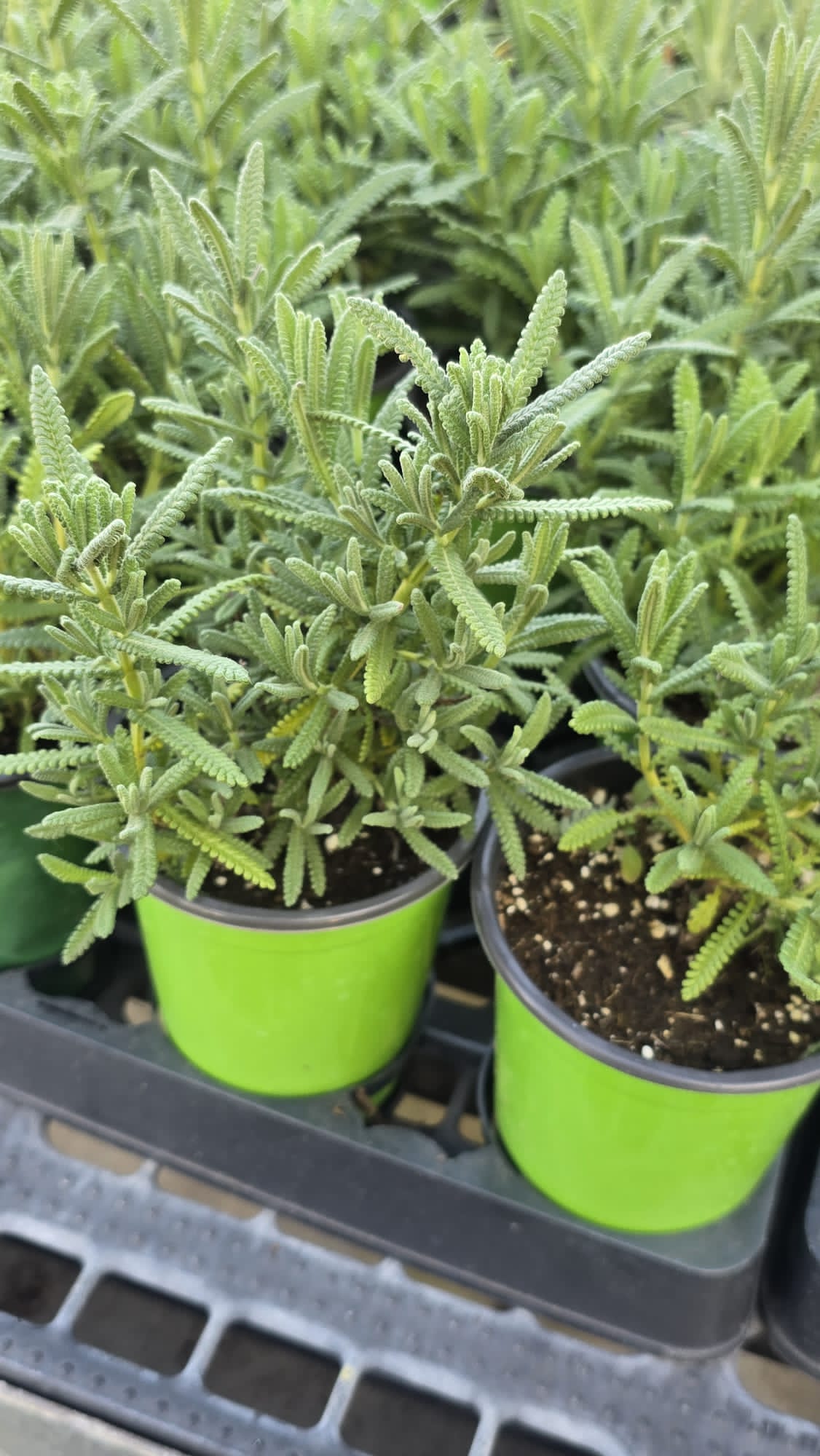 French Lavender in 5 inch pot aromatic plant