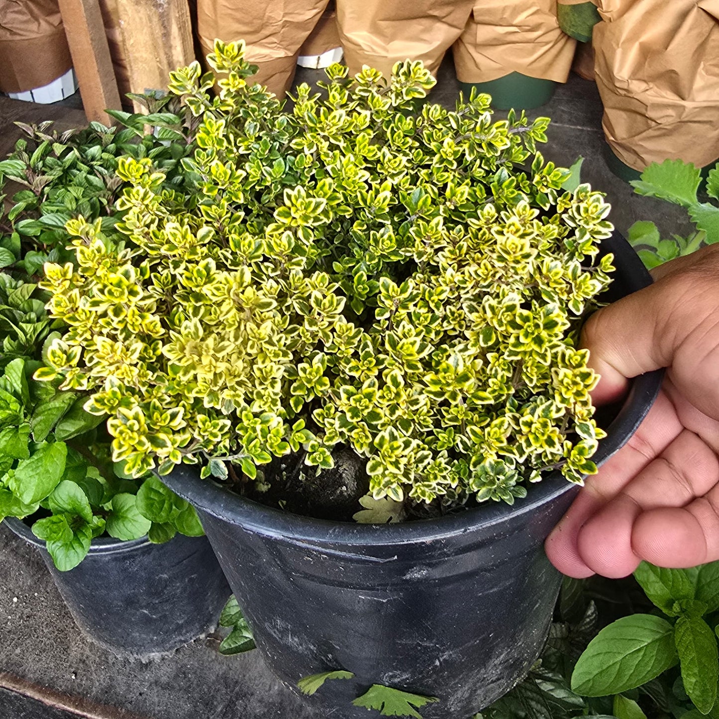 Lemon Thyme Herbs in 5 gallon pot