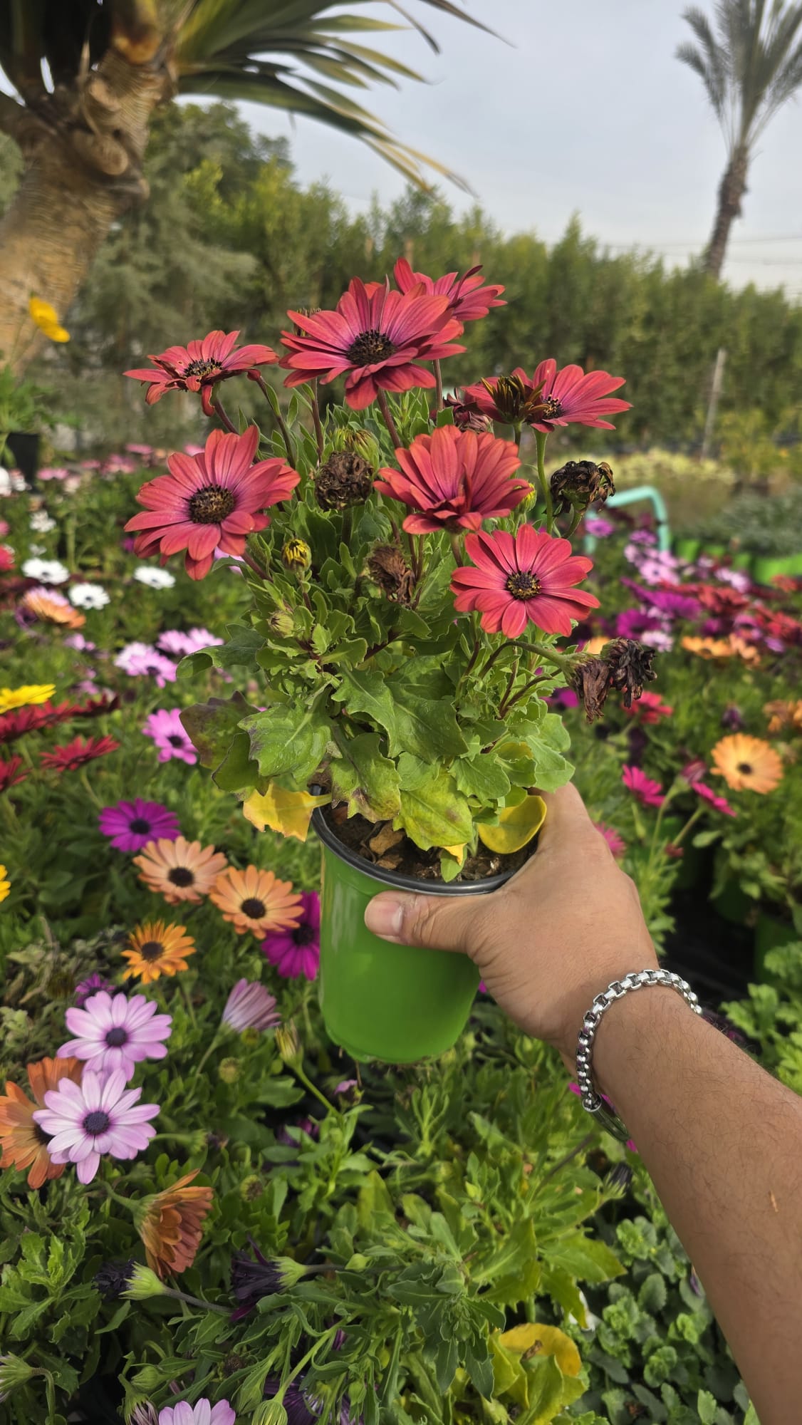Maroon Shrubby daisybush in 5 inch pot