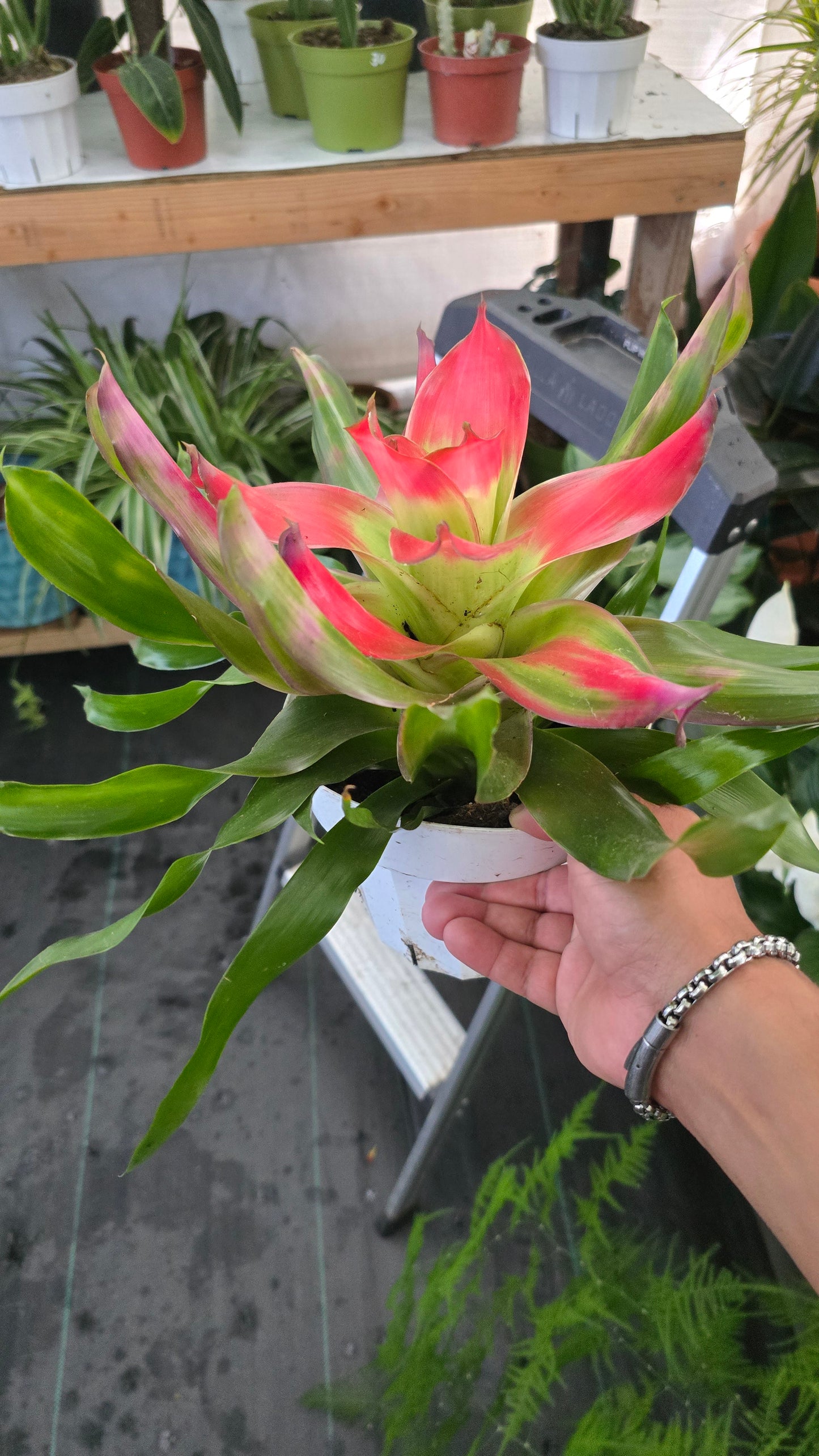6 inch Pot - XL Live Plant Bromeliad Neoregelia (Medusa) Get similar to the picture