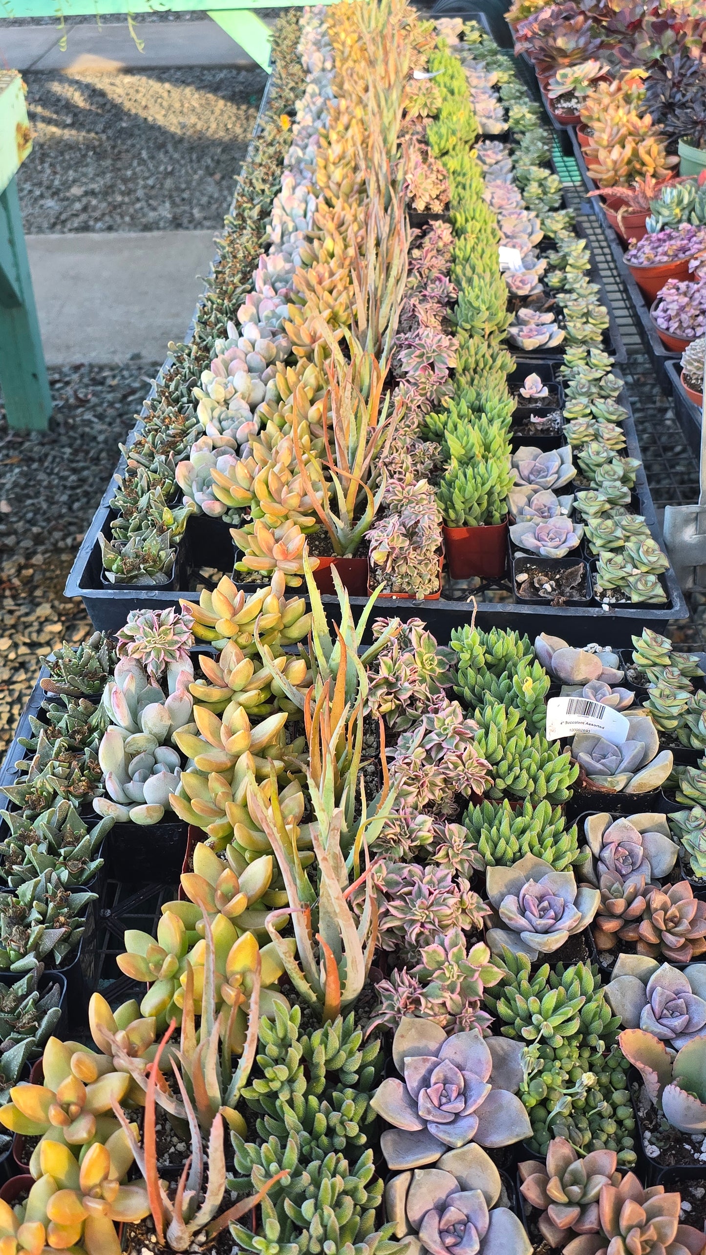 Bundles succulents 2 inch pot mix