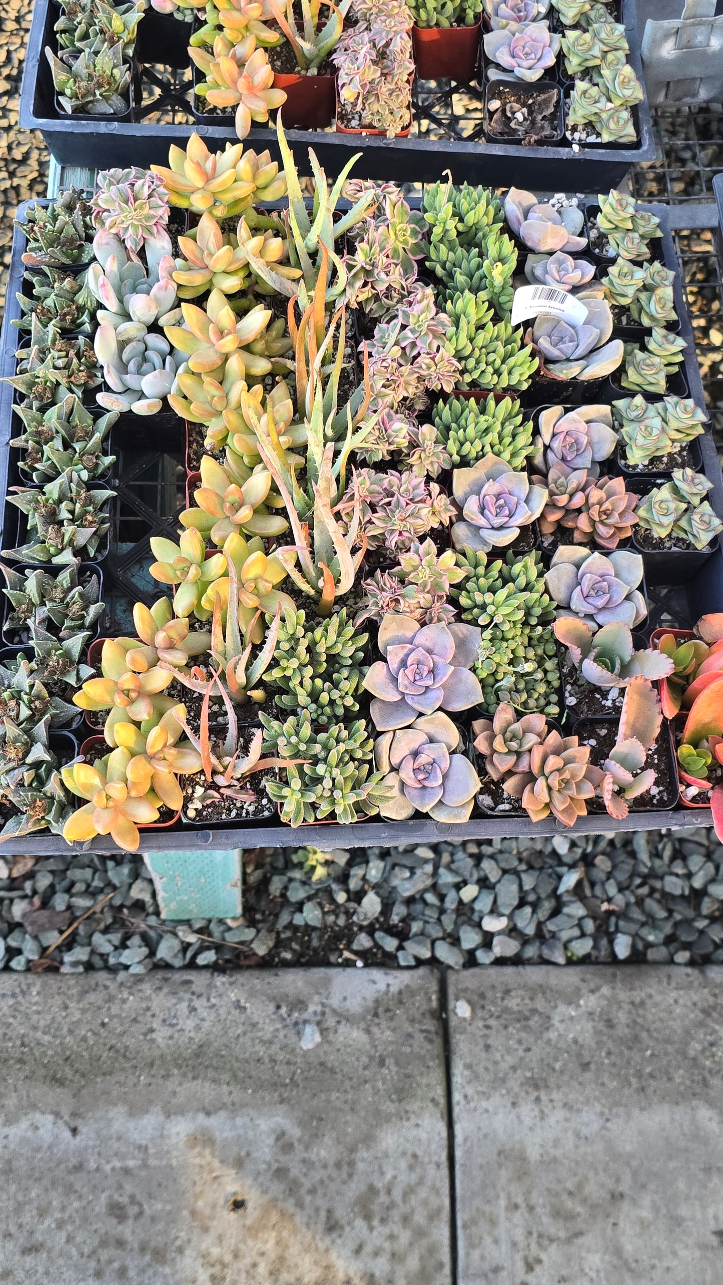 Bundles succulents 2 inch pot mix