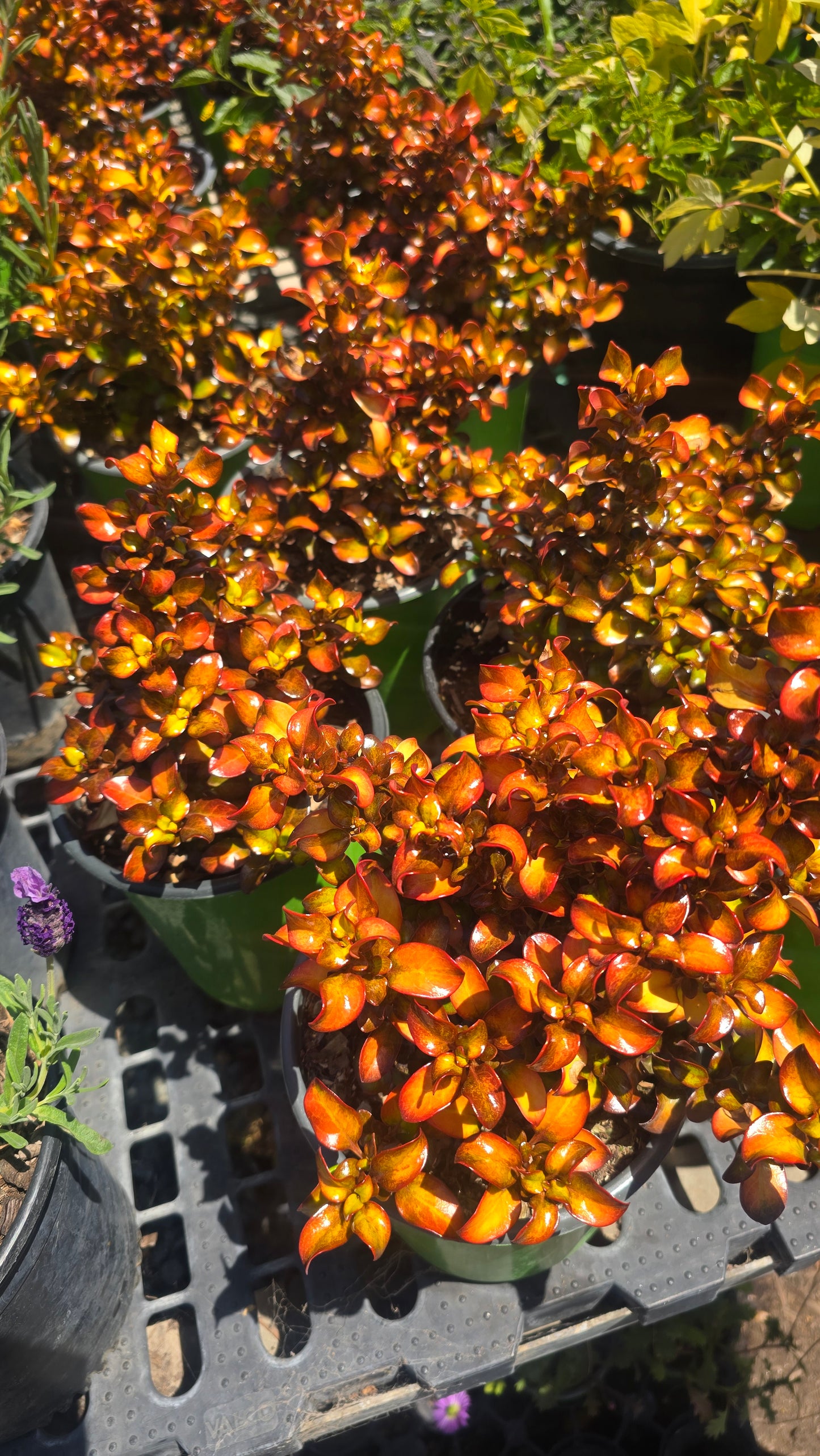 Coprosma repens 'Mirrow Bush' Orange on 1 gallon pot - Get similar