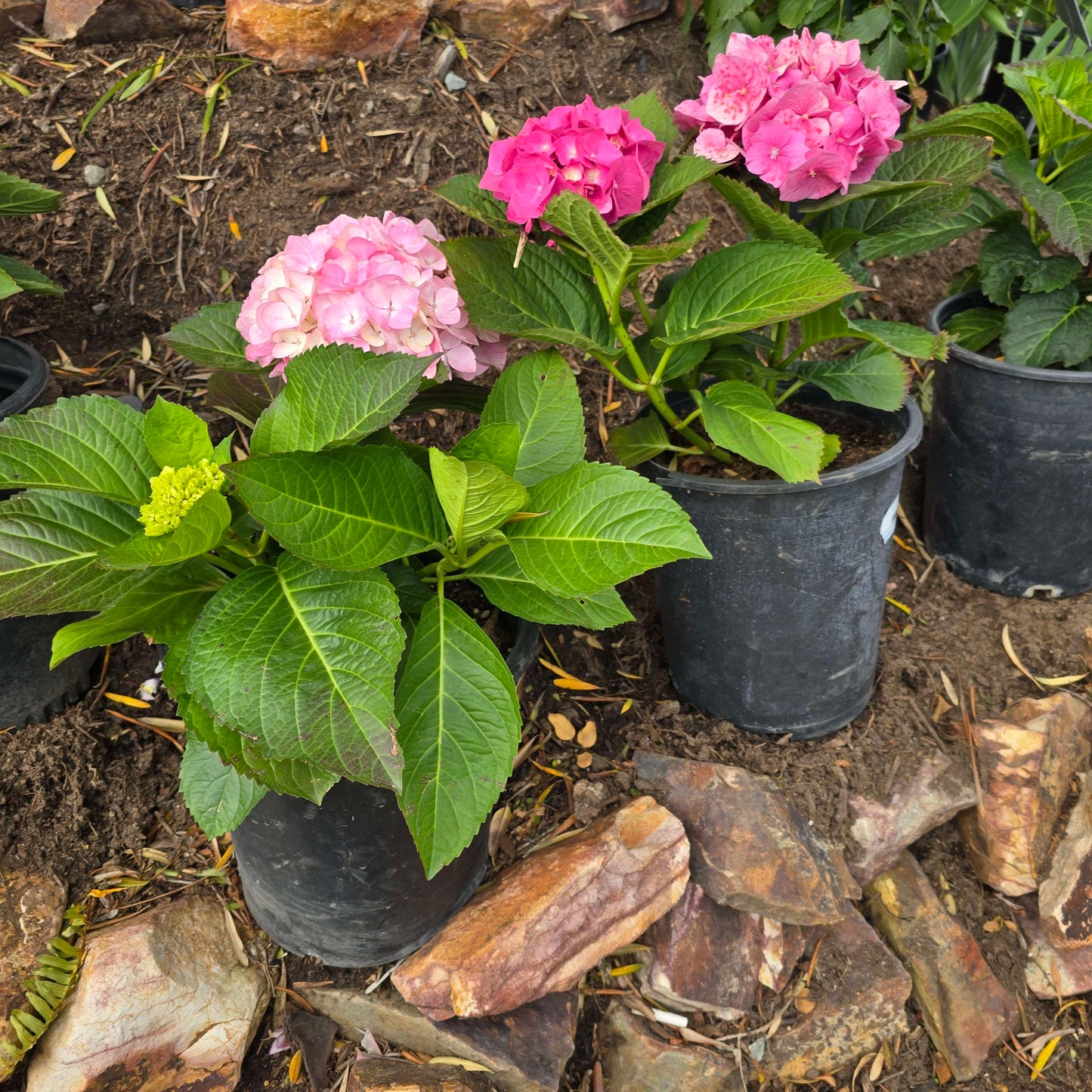 Hydrangea Pimk in 5 gallon pot