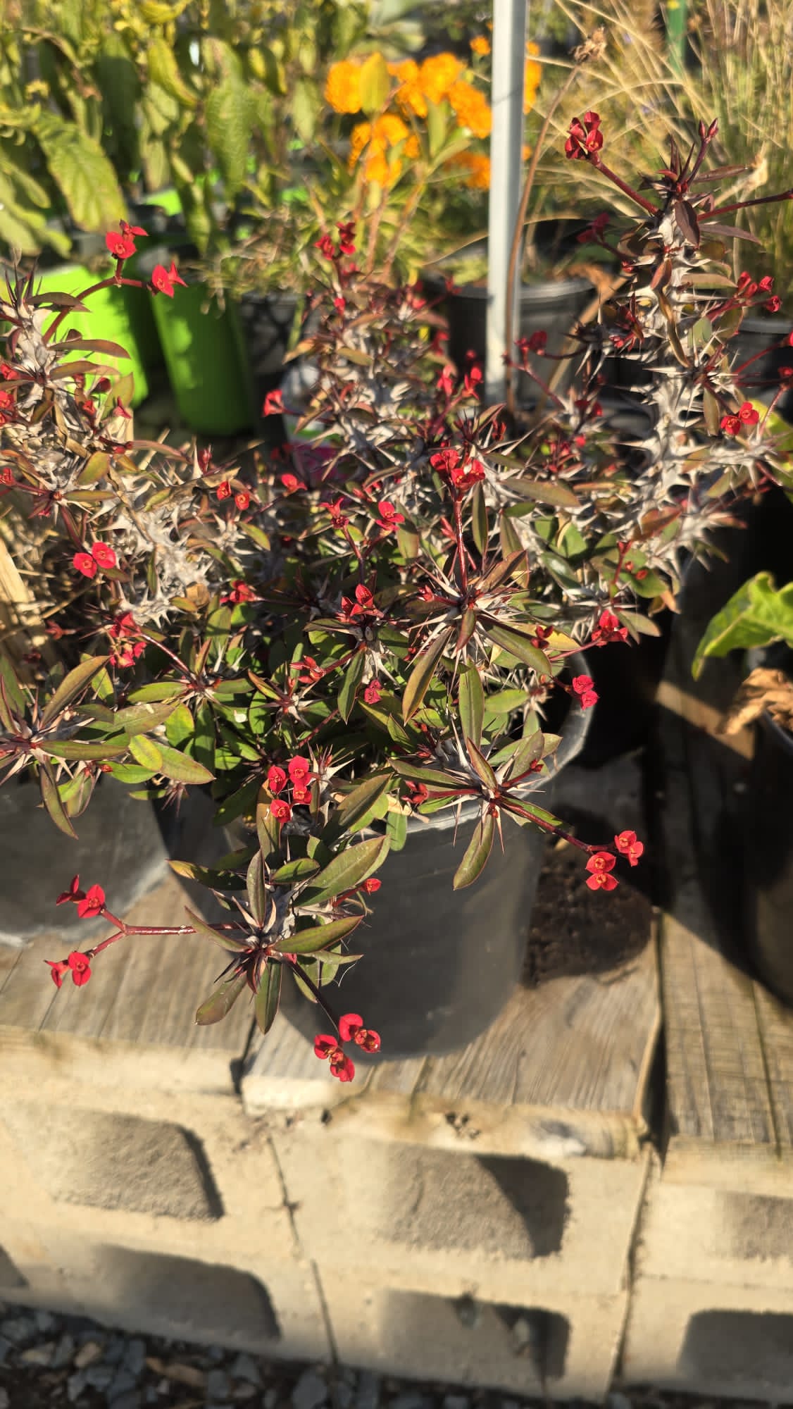 Red Crown-of-thorns Euphorbia milii, Christ Plant in 1 gallon pot