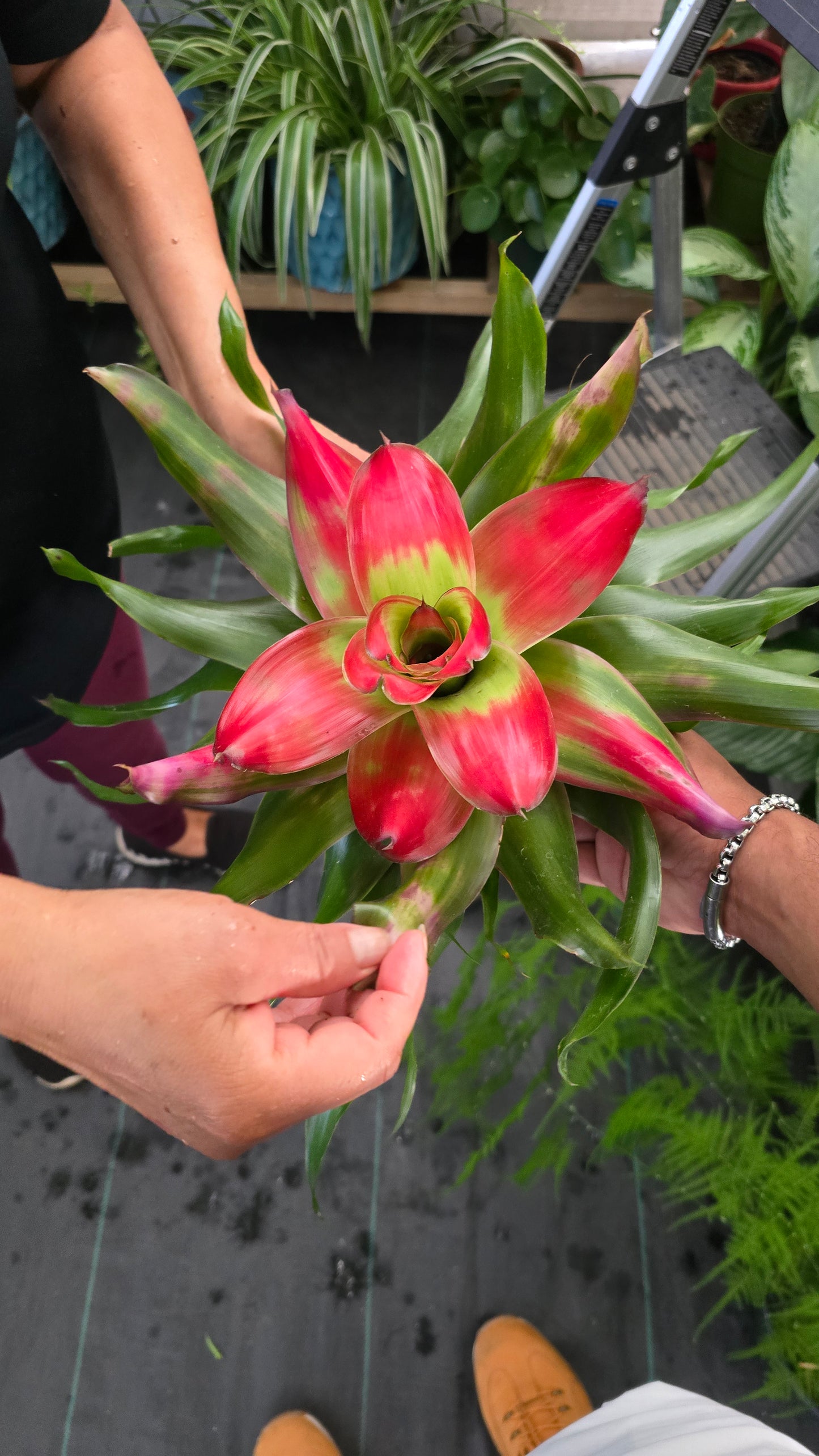 6 inch Pot - XL Live Plant Bromeliad Neoregelia (Medusa) Get similar to the picture