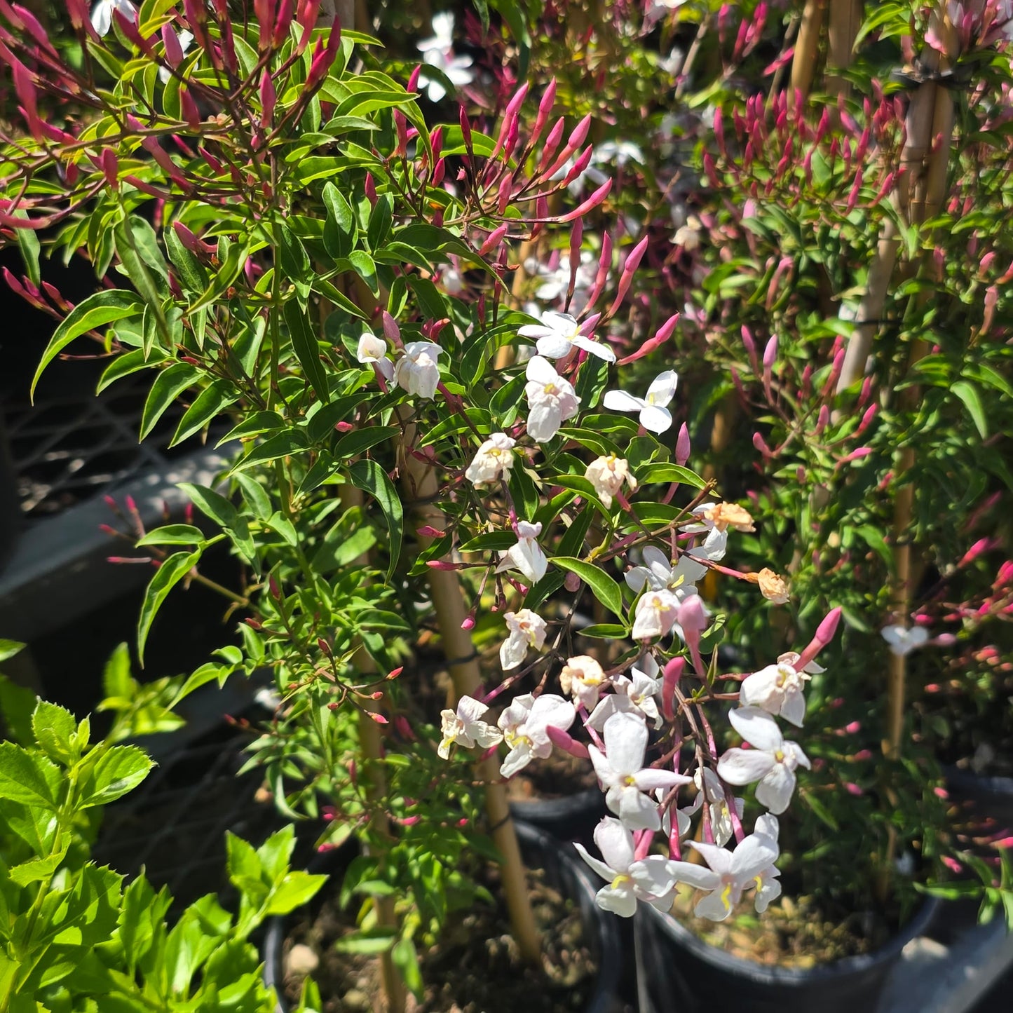 White Jasmine aromatic Jasminum polyanthum on a pole 4 feet tall 5 gallon pot