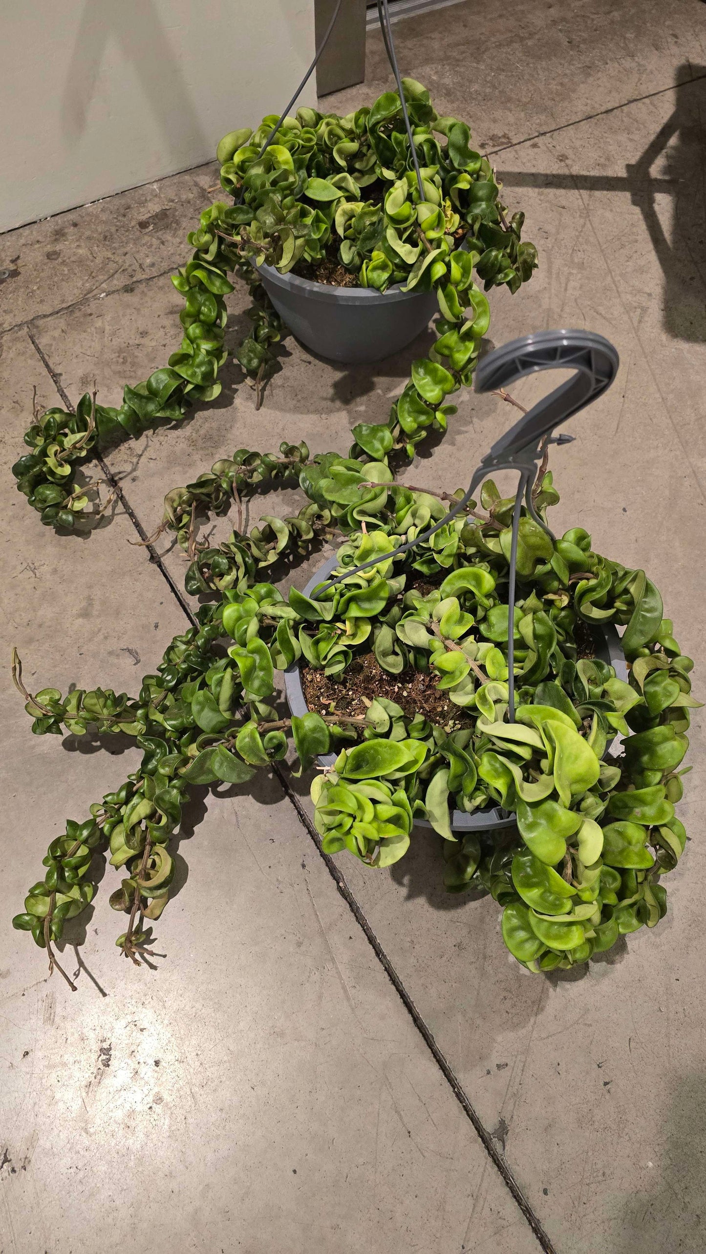 Hoya Hindu Rope green easy care in 10 inch basket perfect gift house plant