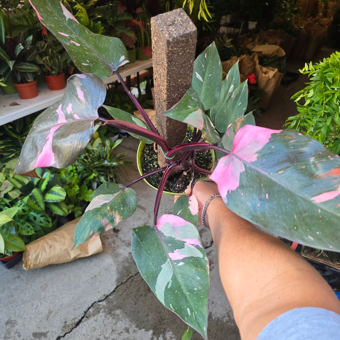 Philodendron 'Pink Princess Marble King' 6 inch pot Variegated Rare Plant- Get Similar