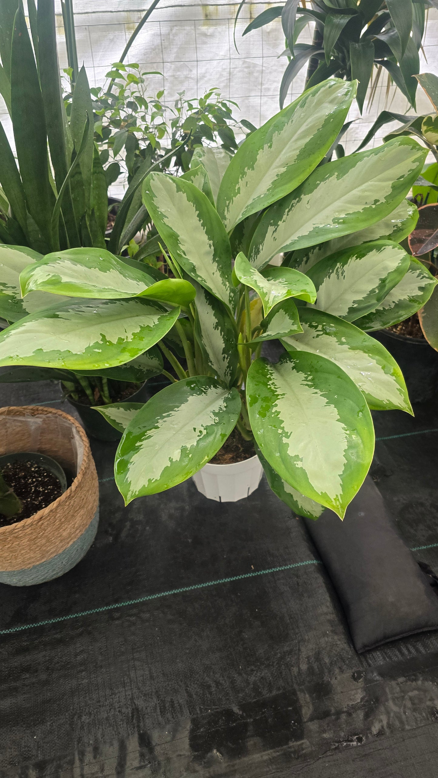 Silver Moon Aglaonema, in 8 inch pot Air-Purifying Indoor Plant