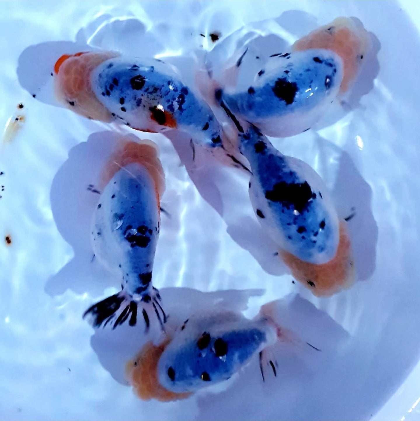 (RAN-17-AA/AAA) Galaxy Ranchu High Quality Wholesale Bag - Pick Size and Quantity in Bag