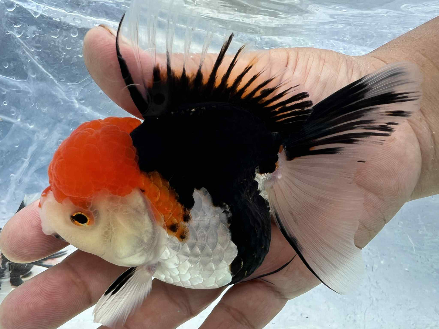 (ORA-09-AA/AAA) Tri Color Oranda Short Body High Quality Wholesale Bag - Pick Size and Quantity in Bag