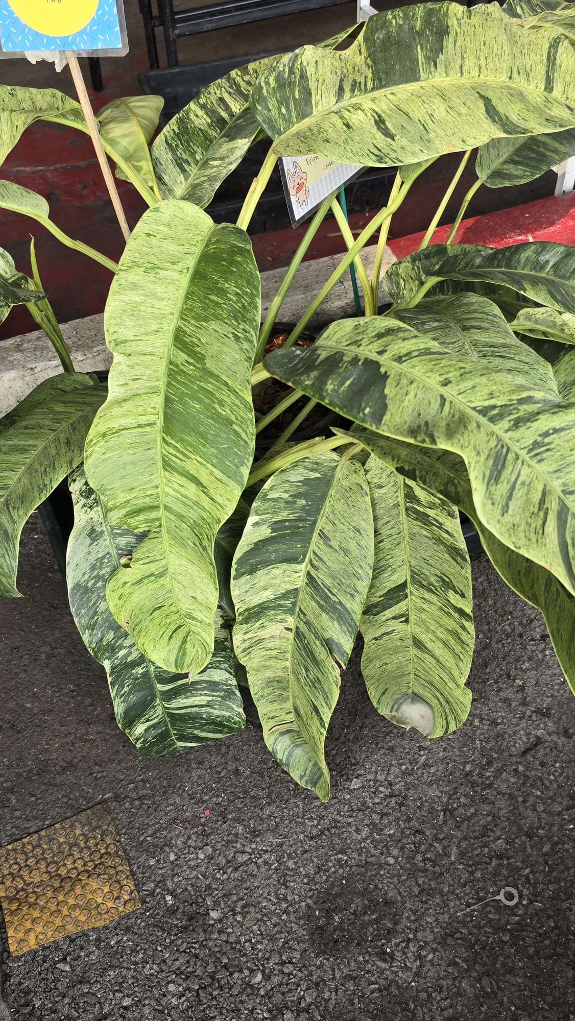Epipremnum Giganteum Marble Aurea big plant rooted in moss easy care