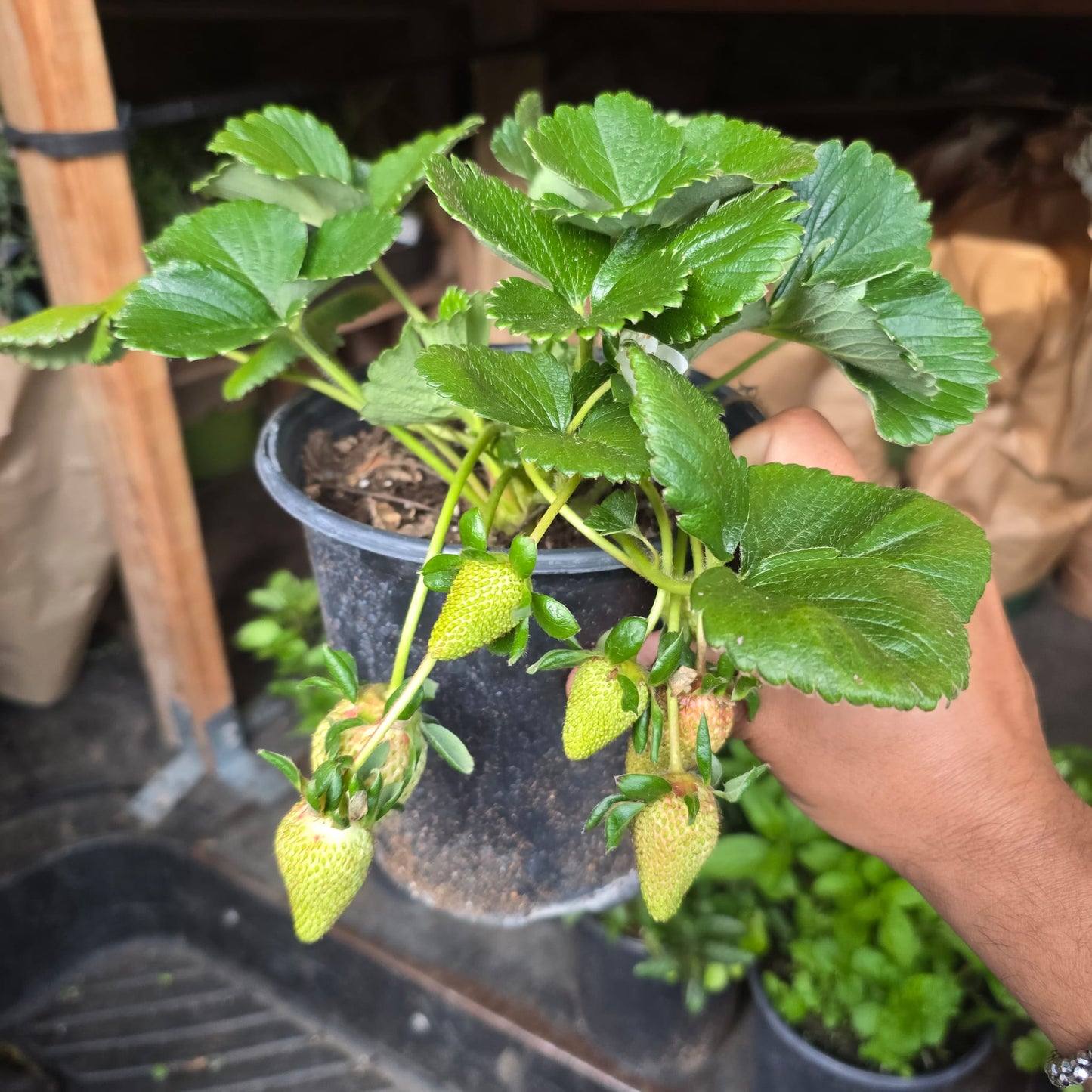 Strawberry Fragaria × ananassa Plant in 1 Gallon Pot with fruit
