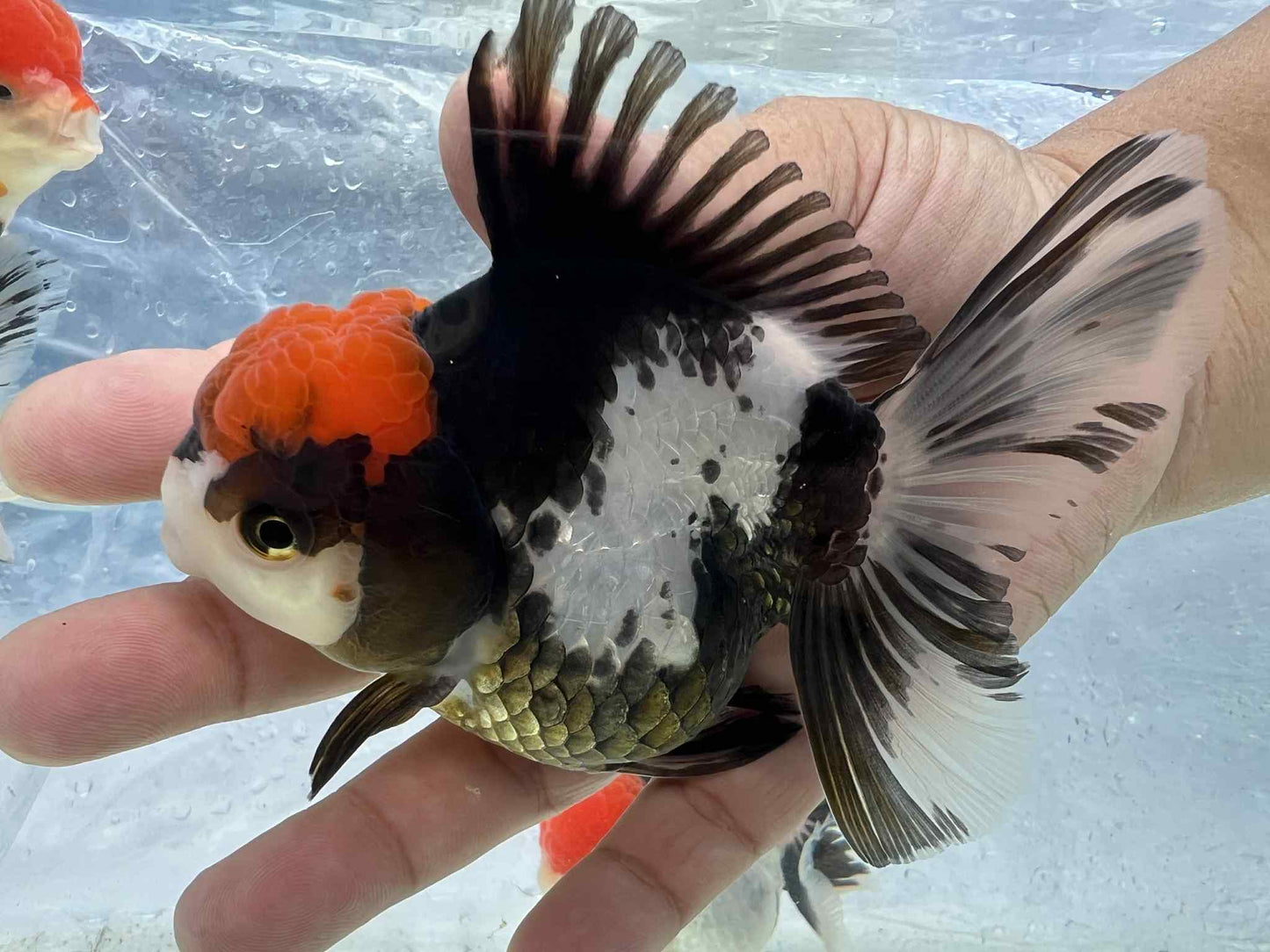 (ORA-09-AA/AAA) Tri Color Oranda Short Body High Quality Wholesale Bag - Pick Size and Quantity in Bag