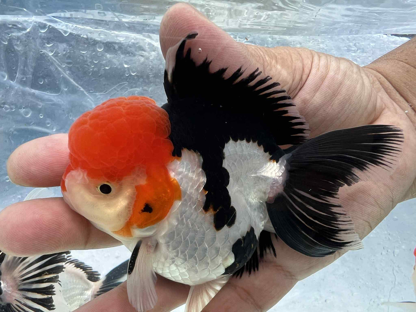 (ORA-09-AA/AAA) Tri Color Oranda Short Body High Quality Wholesale Bag - Pick Size and Quantity in Bag