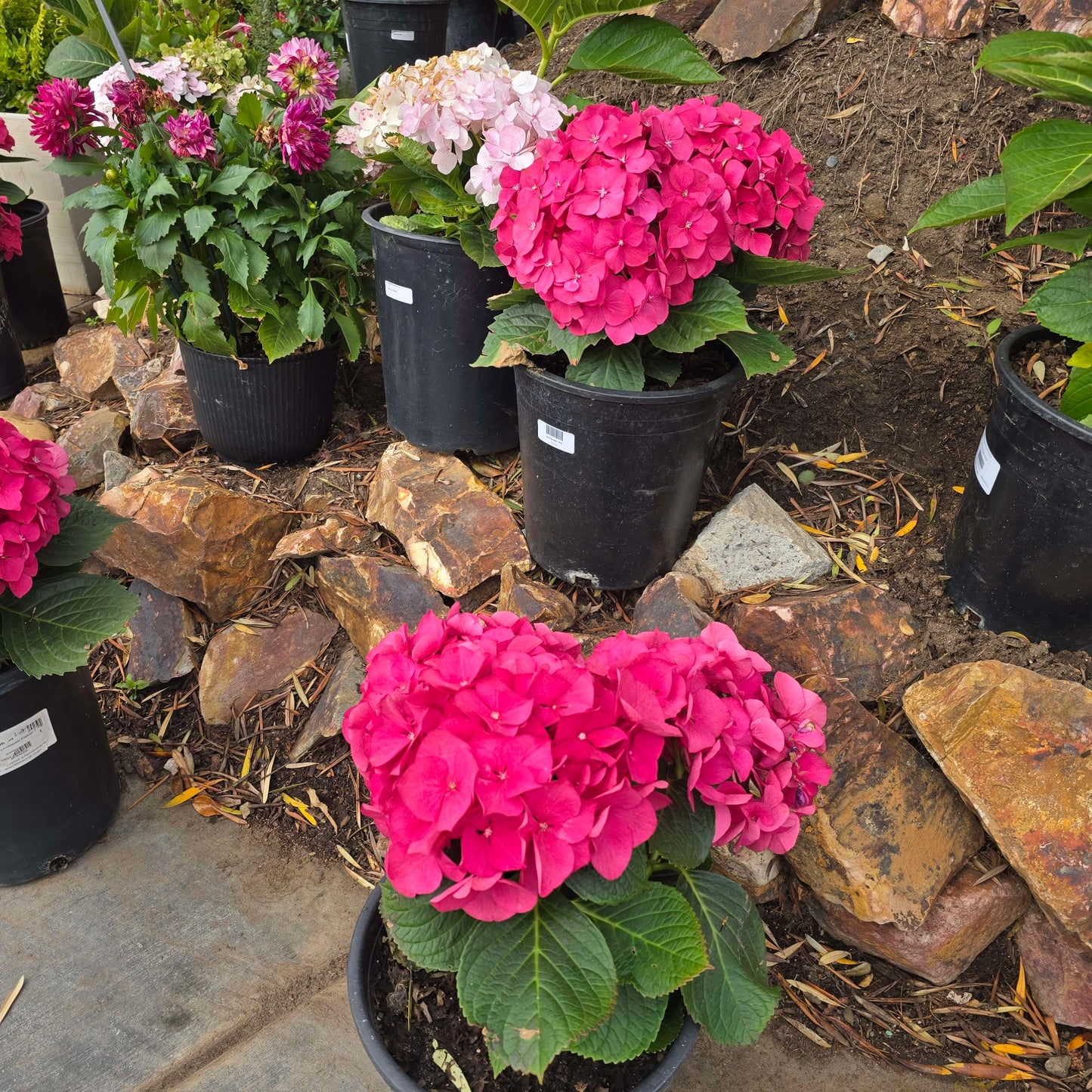 Hydrangea Pimk in 5 gallon pot