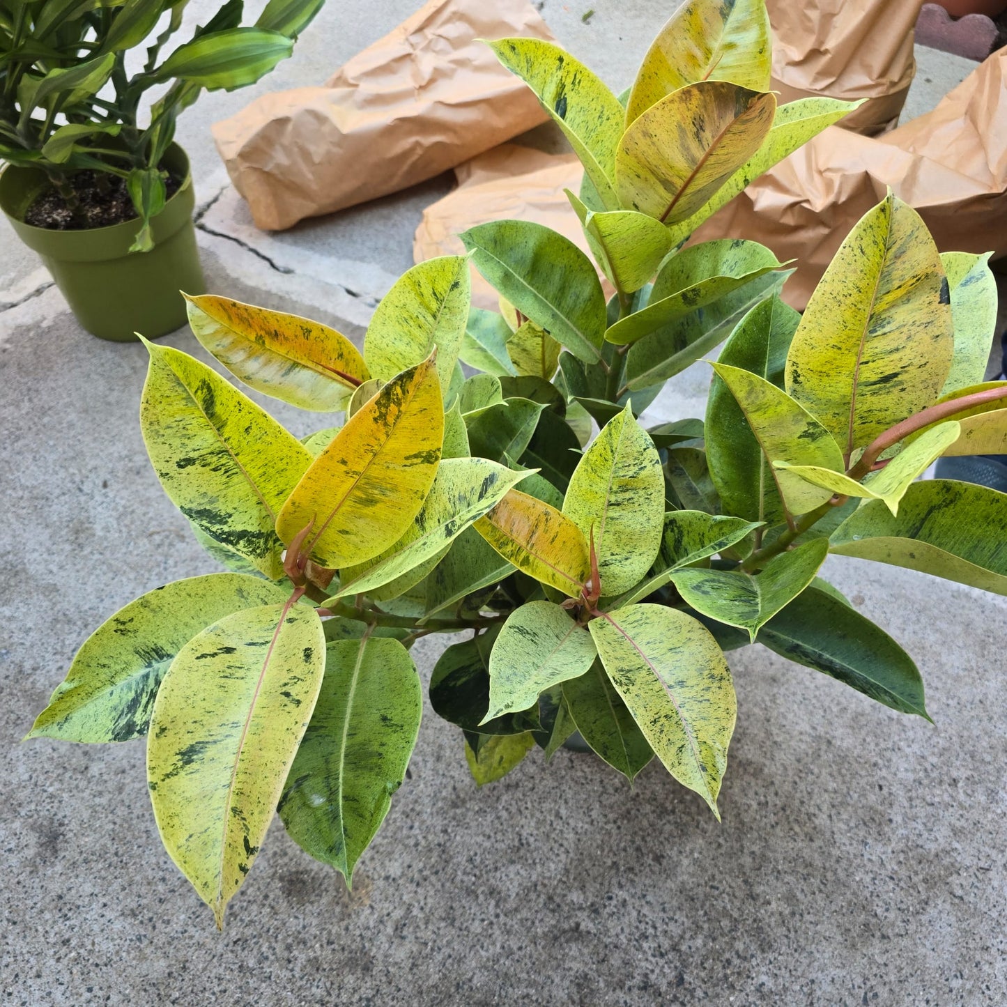 Shivereana rubber Tree ficus in 8 inch pot