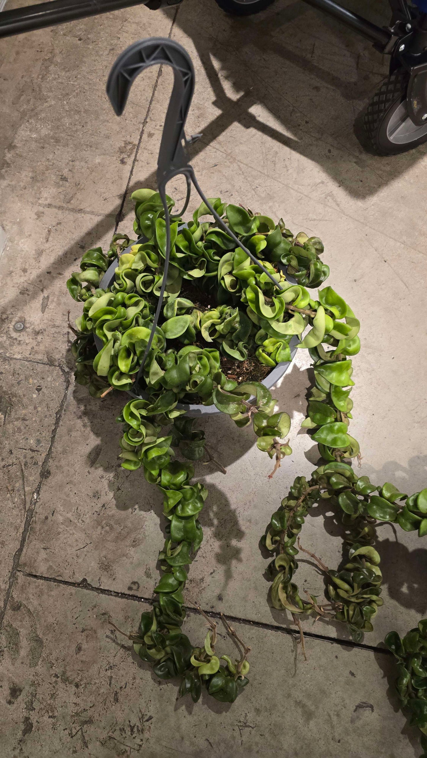 Hoya Hindu Rope green easy care in 10 inch basket perfect gift house plant