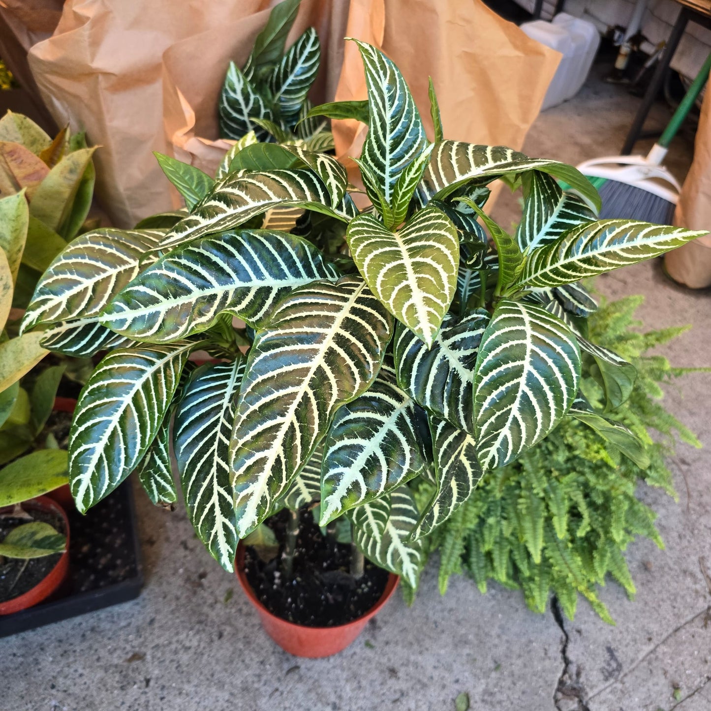 Zebra-plant indoor elegant plant in 6 inch pot