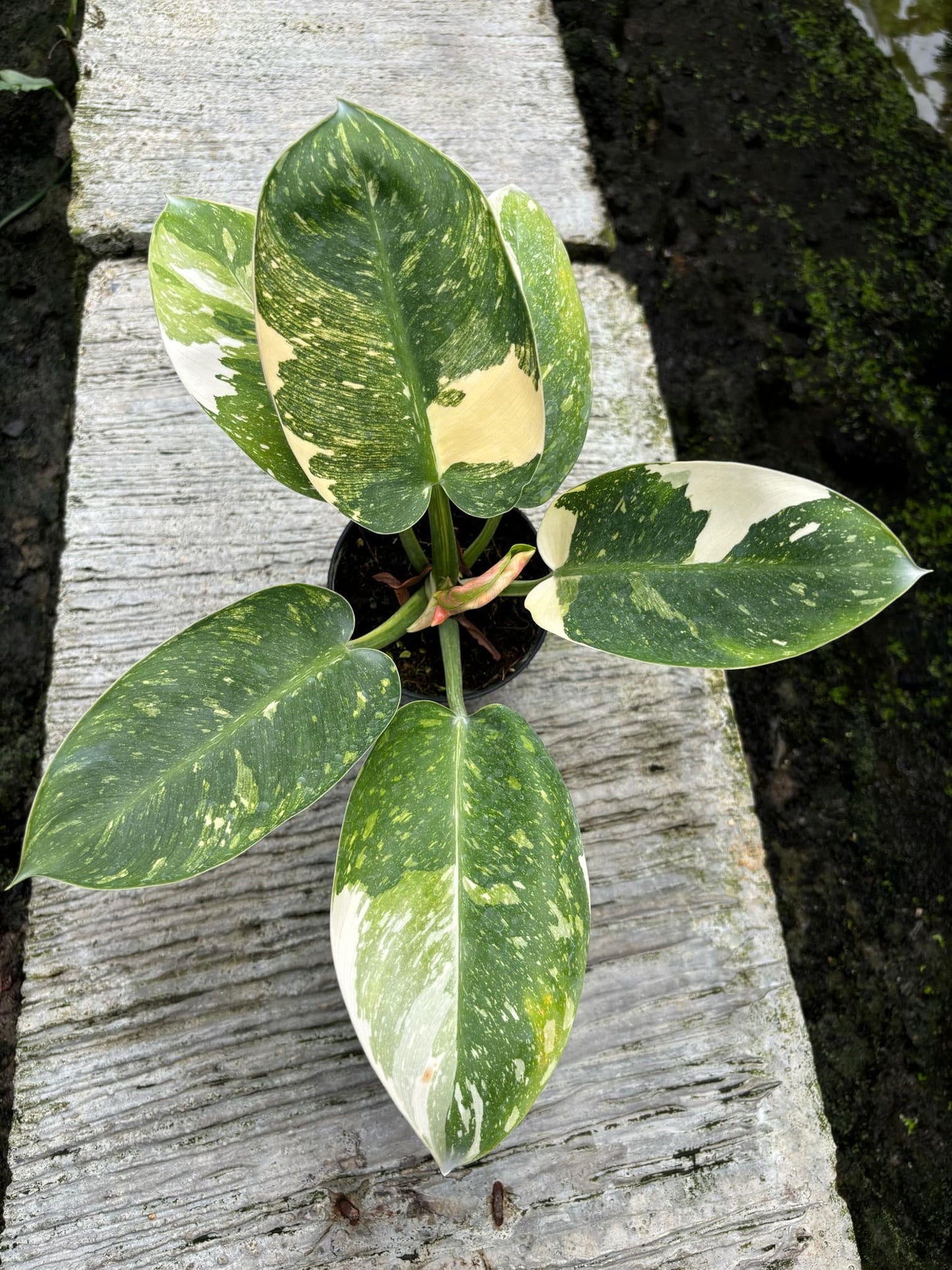 Green Congo Marble Hybrid plant indoor air Purifier - Get Similar - 🪴 Voelk Art & Plants Inc 🪴