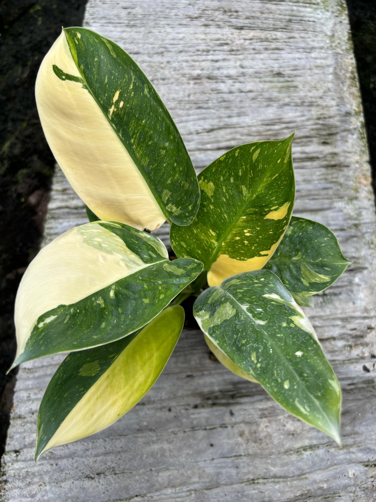 hybrid indoor plants Green Congo Marble Hybrid plant indoor air Purifier