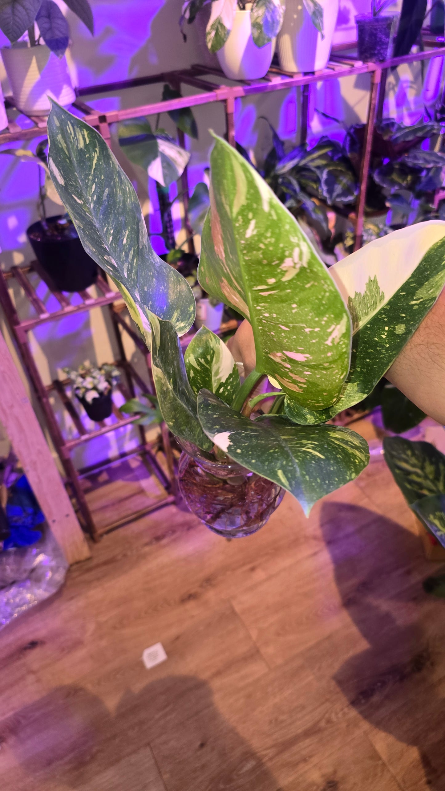 Green Congo Marble Hybrid plant indoor air Purifier - Get Similar - 🪴 Voelk Art & Plants Inc 🪴
