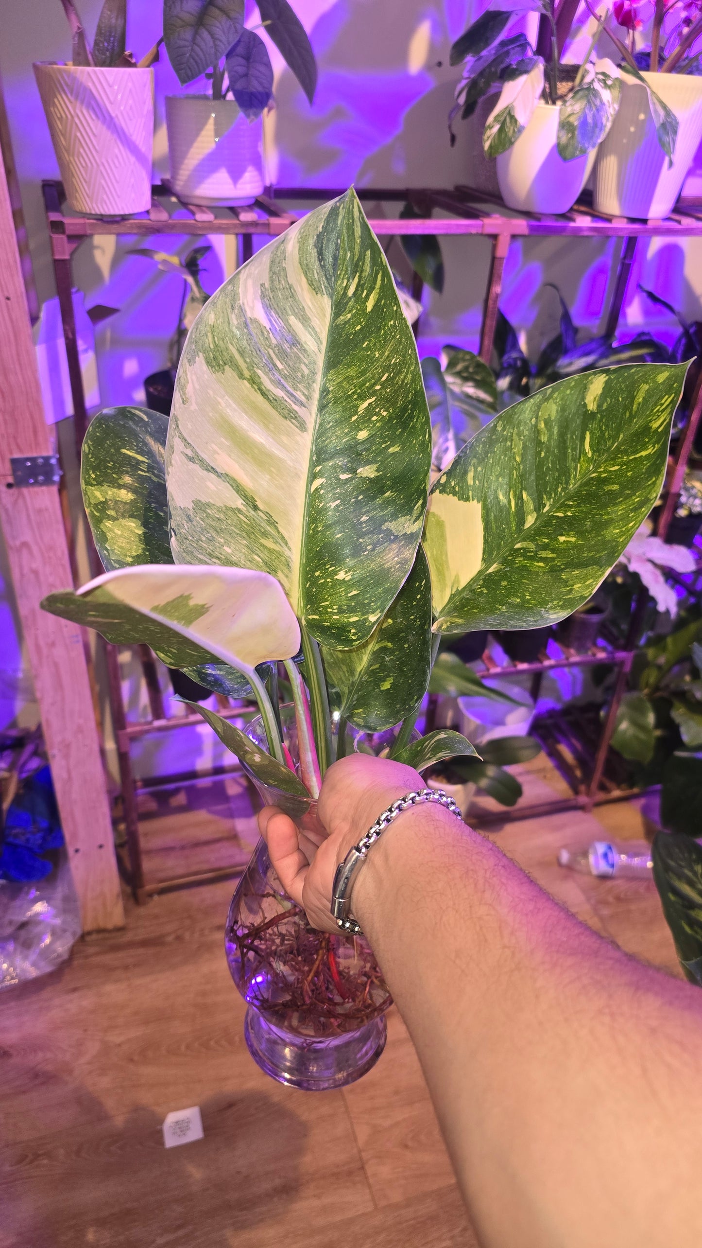 Green Congo Marble Hybrid plant indoor air Purifier - Get Similar - 🪴 Voelk Art & Plants Inc 🪴