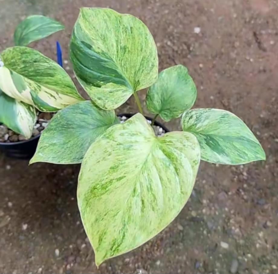 Homalomena Java plant indoor air Purifier - Get similar to the picture 5-6+ leaves - 🪴 Voelk Art & Plants Inc 🪴