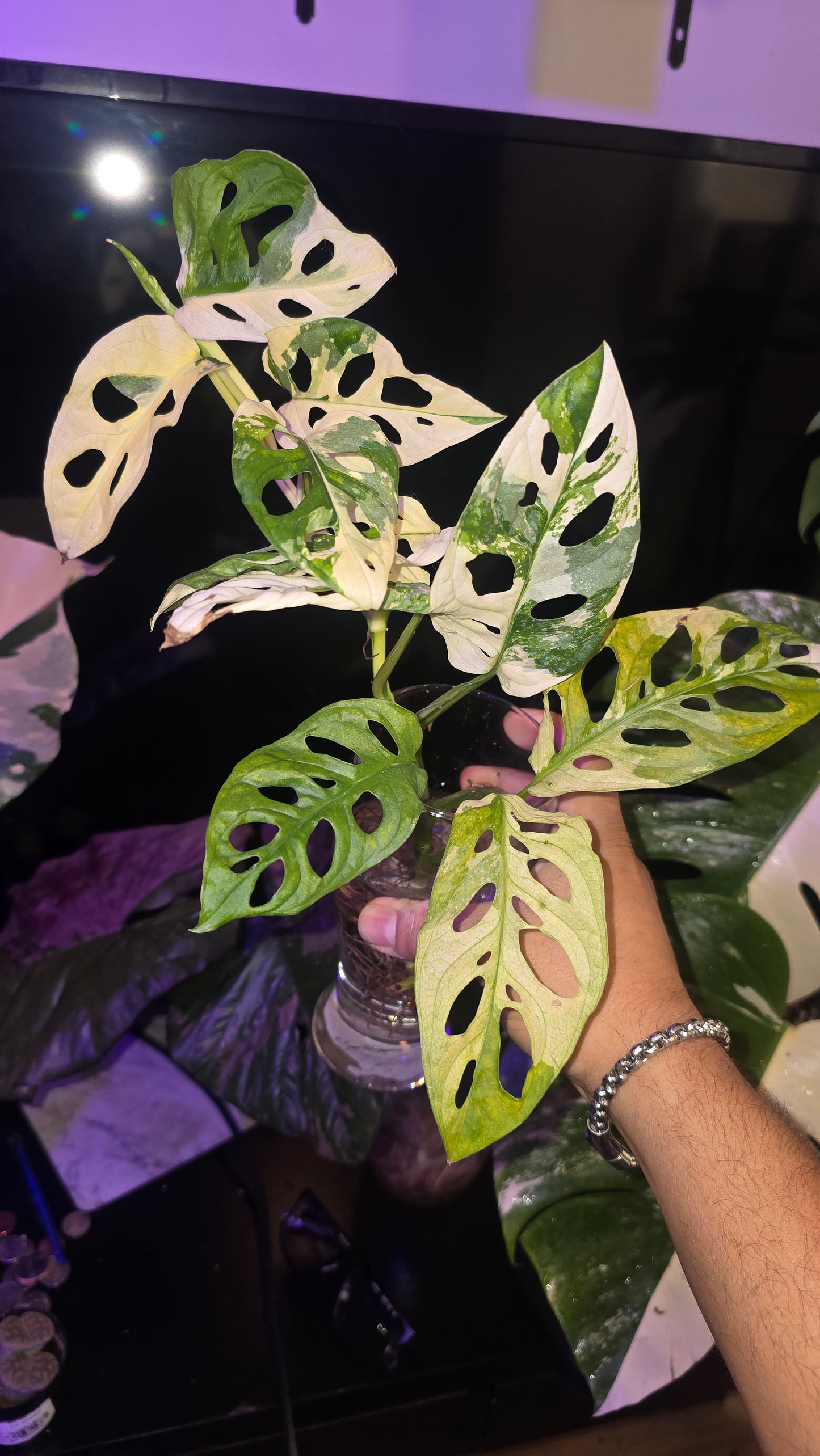 Premium Line Quality Monstera Cheese plant Adansonii 'Albo' 7+ leaves- Exact Plant Dec 25, 2024 - 🪴 Voelk Art & Plants Inc 🪴