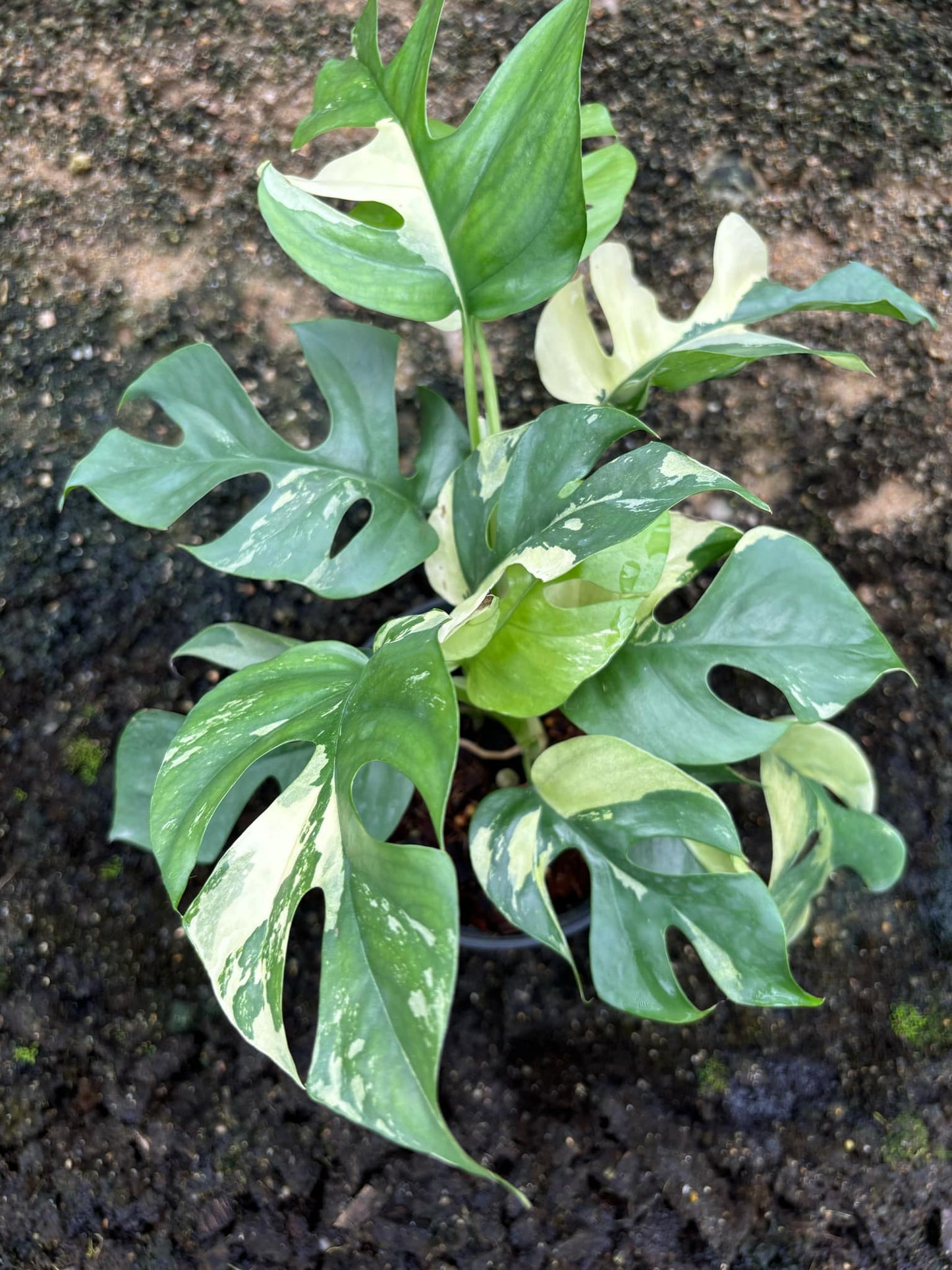 Rhaphidophora tetrasperma 'albo' - Get similar 4+ leaves - 🪴 Voelk Art & Plants Inc 🪴