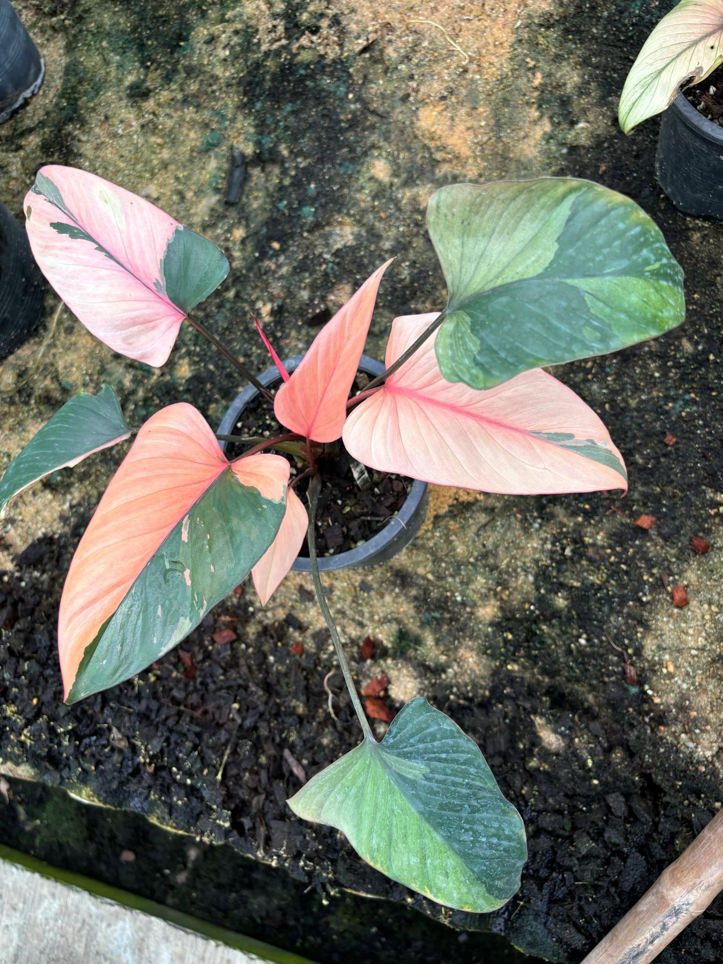 Rooted in moss - Homalomena Pink Diamond plant indoor air Purifier - Get similar to the picture 5-6+ leaves - 🪴 Voelk Art & Plants Inc 🪴