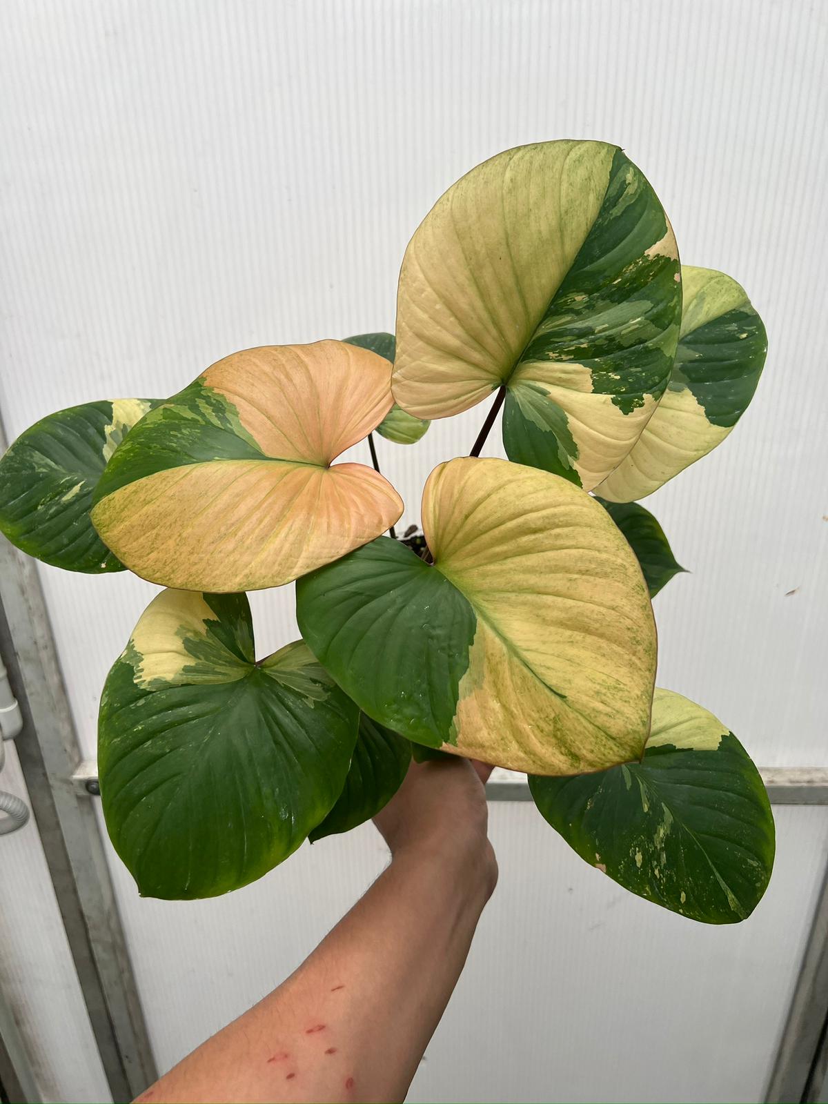 Rooted in moss - Homalomena Variegated plant indoor air Purifier - Get similar to the picture 5-6+ leaves - 🪴 Voelk Art & Plants Inc 🪴