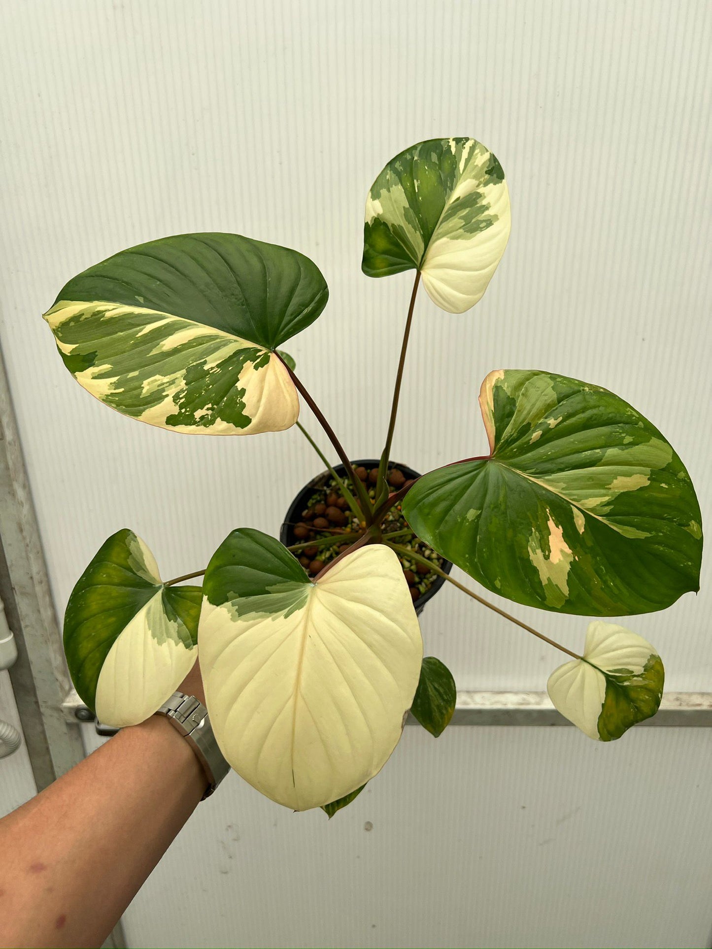 Rooted in moss - Homalomena Variegated plant indoor air Purifier - Get similar to the picture 5-6+ leaves - 🪴 Voelk Art & Plants Inc 🪴