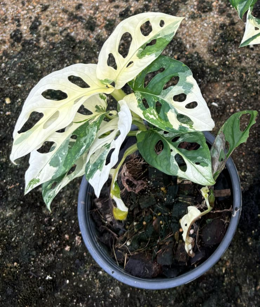 Rooted in moss - Monstera Cheese plant Adansonii 'albo' - Get similar to the picture 4-5 leaves - 🪴 Voelk Art & Plants Inc 🪴