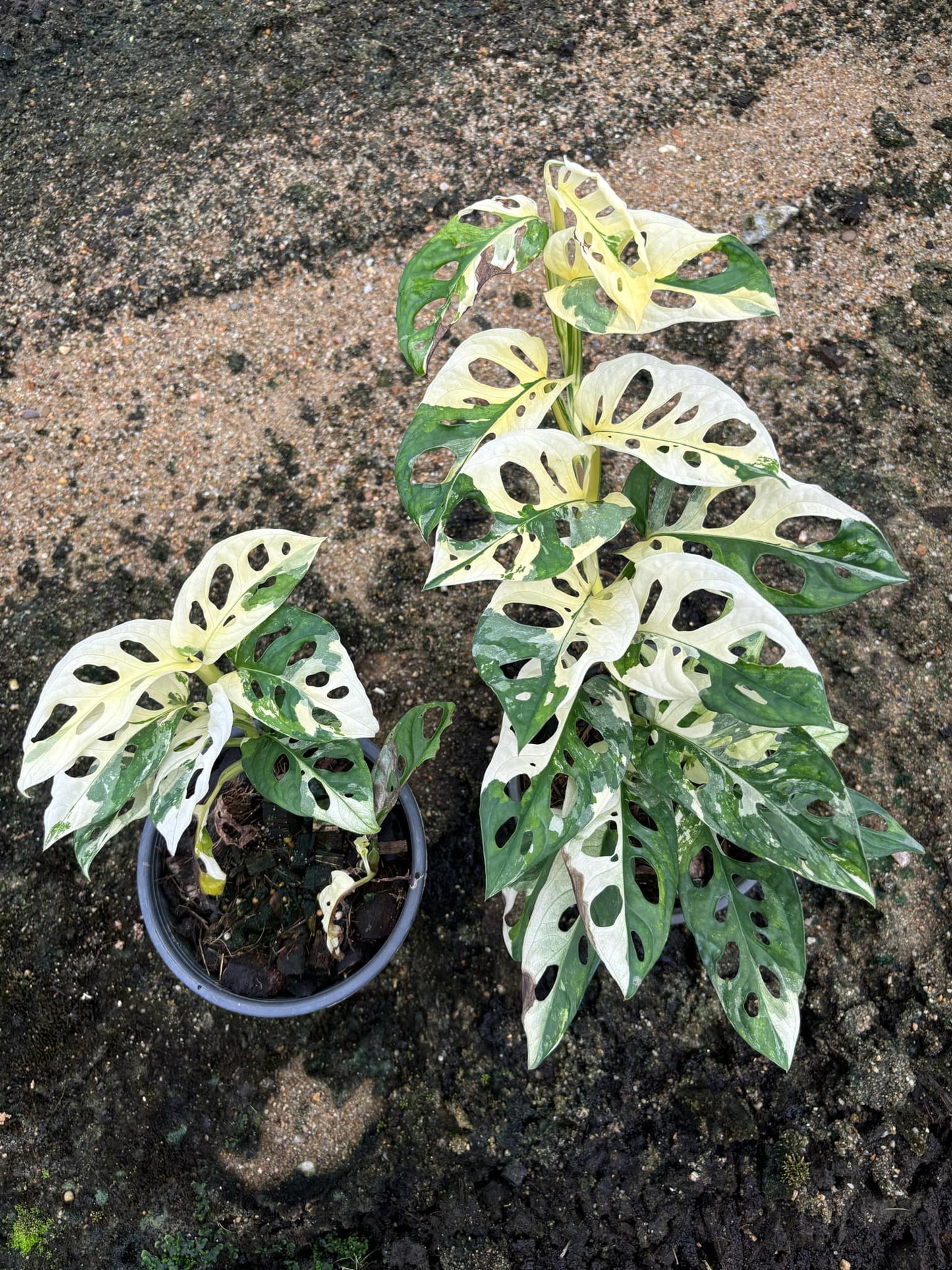 Rooted in moss - XL Premium Line Quality Monstera Cheese plant Adansonii 'Albo' - Get similar to the picture 17-20 leaves - 🪴 Voelk Art & Plants Inc 🪴