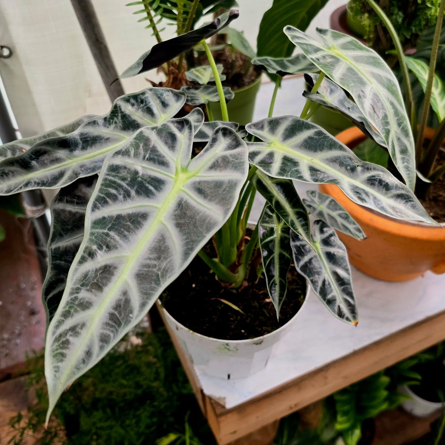 6 inch pot - Bambino Alocasia Big size Fancy House Plant Easy Care - 🪴 Voelk Art & Plants Inc 🪴