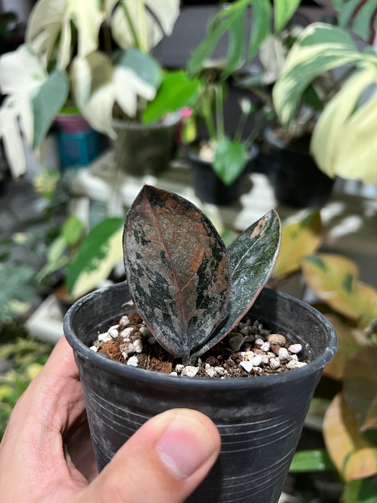 Root in moss- 1-2 leaves Black Raven Pink ZZ Variegated plant Indoor Plant- Get Exact or similar - 🪴 Voelk Art & Plants Inc 🪴