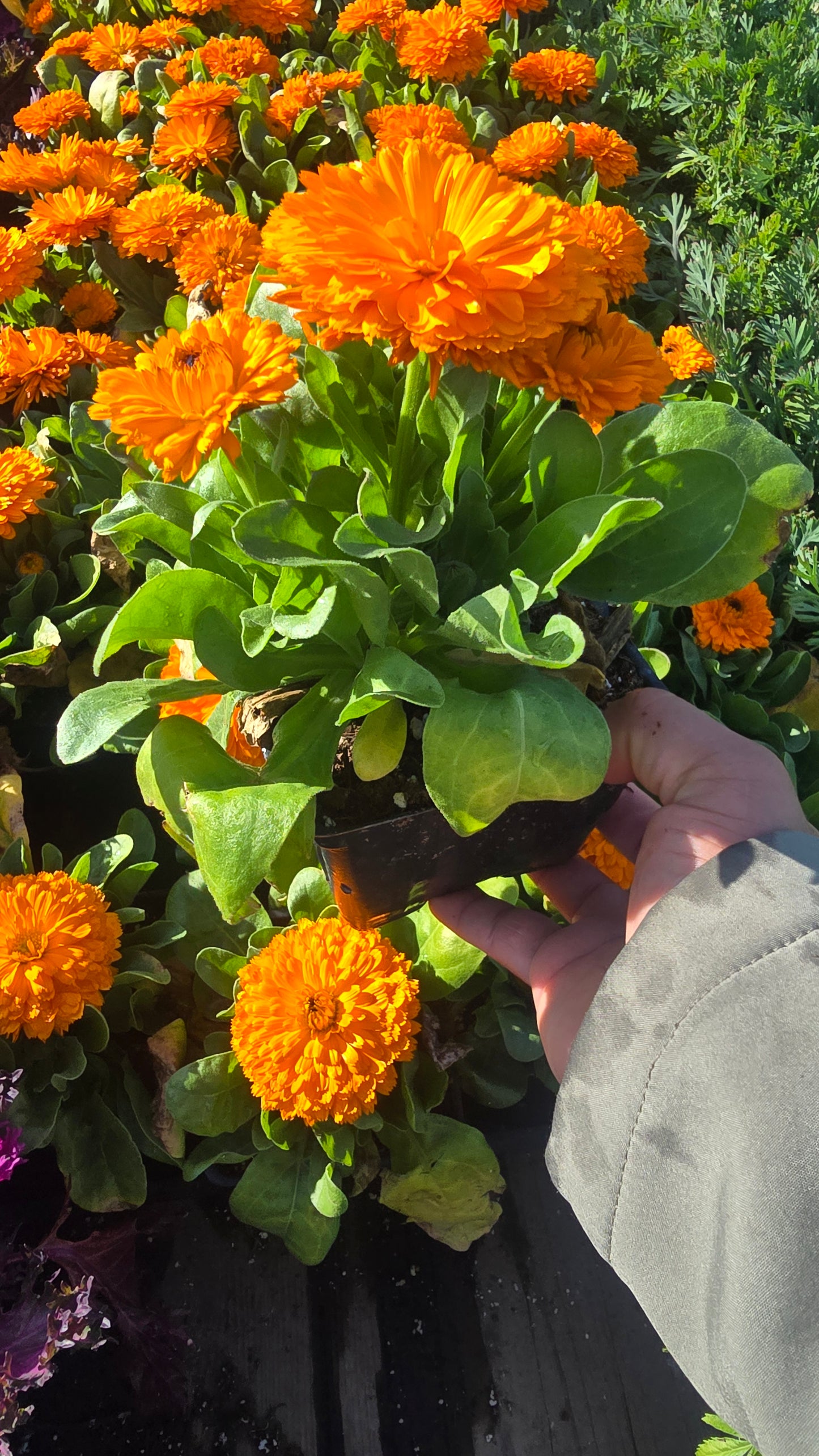 Calendula Officinalis Orange King plant in 4 inch pot - Get similar - 🪴 Voelk Art & Plants Inc 🪴