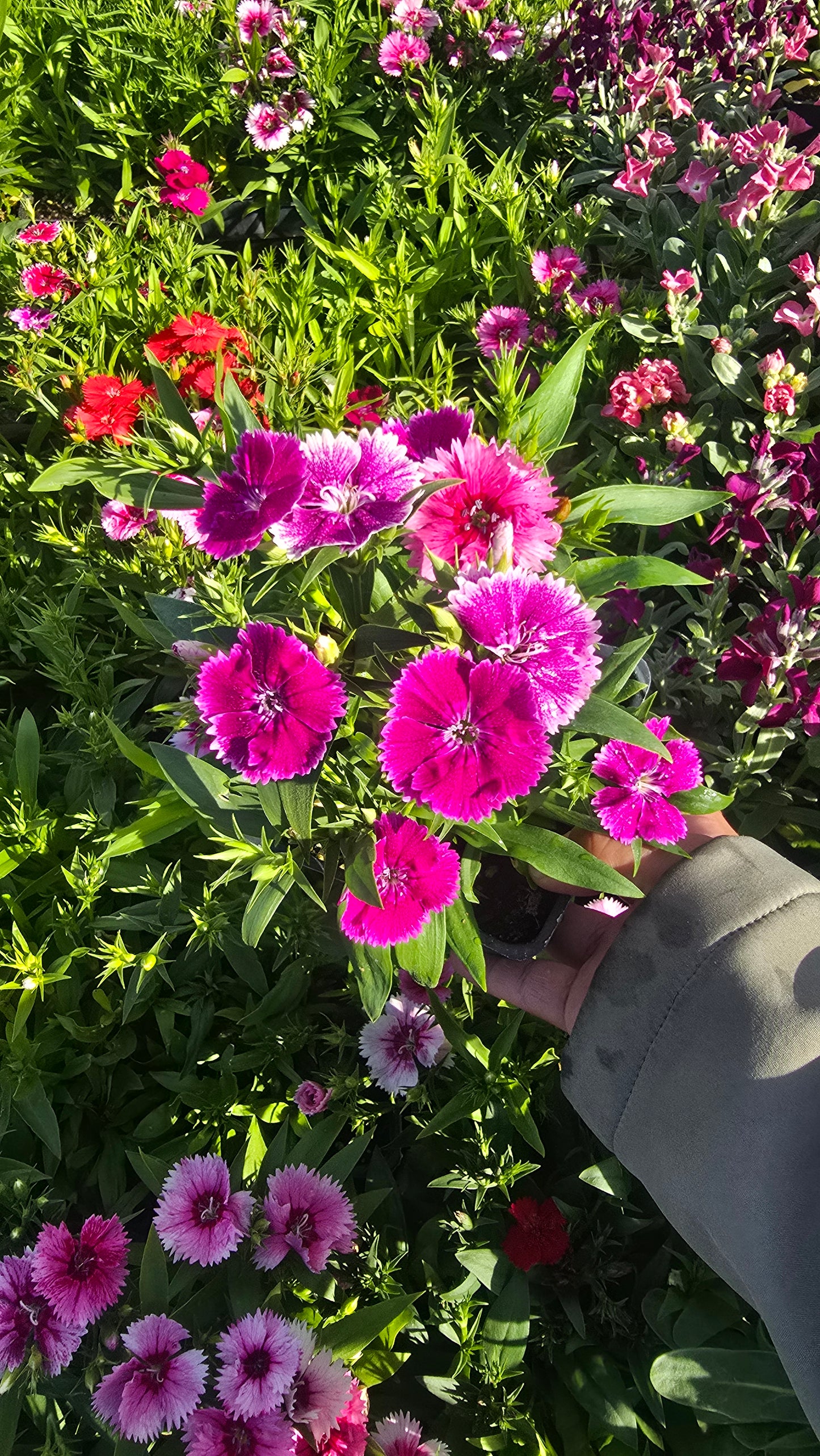 Carnation Clove Dianthus caryophyllus flower flower Pink White 4 inch pot - Get similar - 🪴 Voelk Art & Plants Inc 🪴