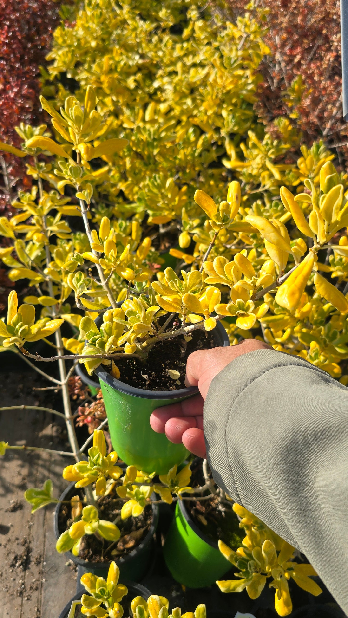 Golden Helleri Japanese Holly 4 inch pot - Get similar - 🪴 Voelk Art & Plants Inc 🪴
