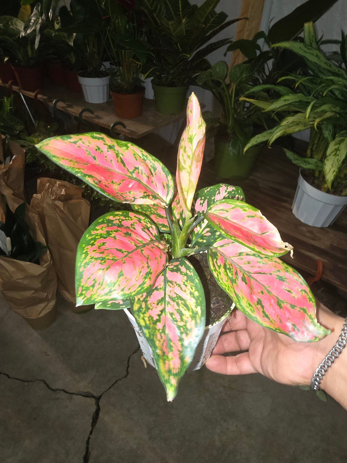 4 inch Pot - Pink Plant Live Aglaonema - Get similar to the picture - Bulk Discount! - 🪴 Voelk Art & Plants Inc 🪴