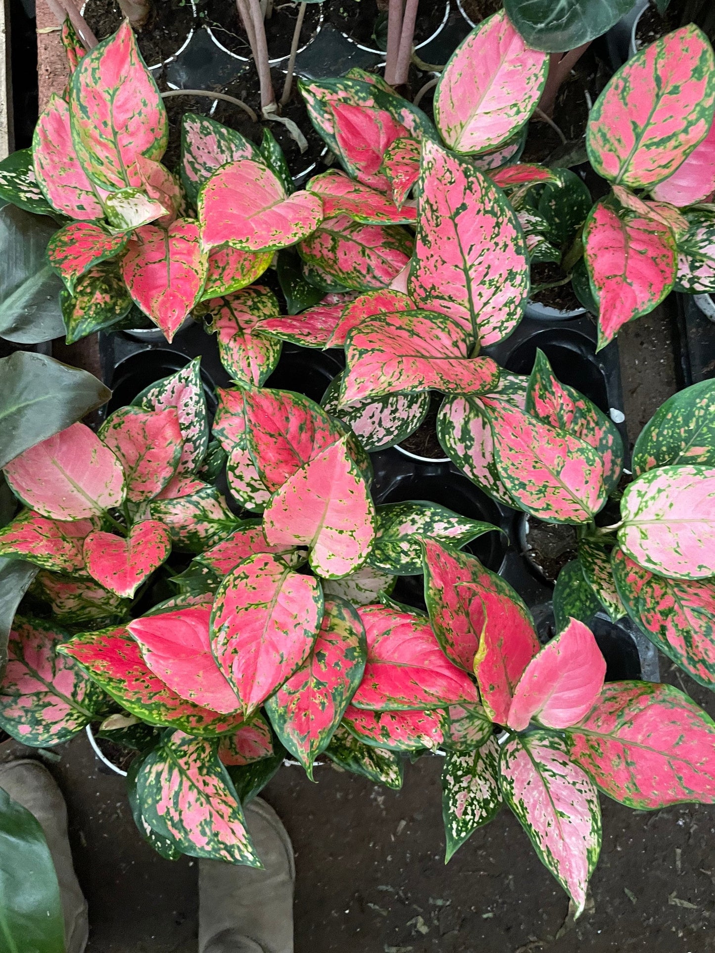 4 inch Pot - Pink Plant Live Aglaonema - Get similar to the picture - Bulk Discount! - 🪴 Voelk Art & Plants Inc 🪴