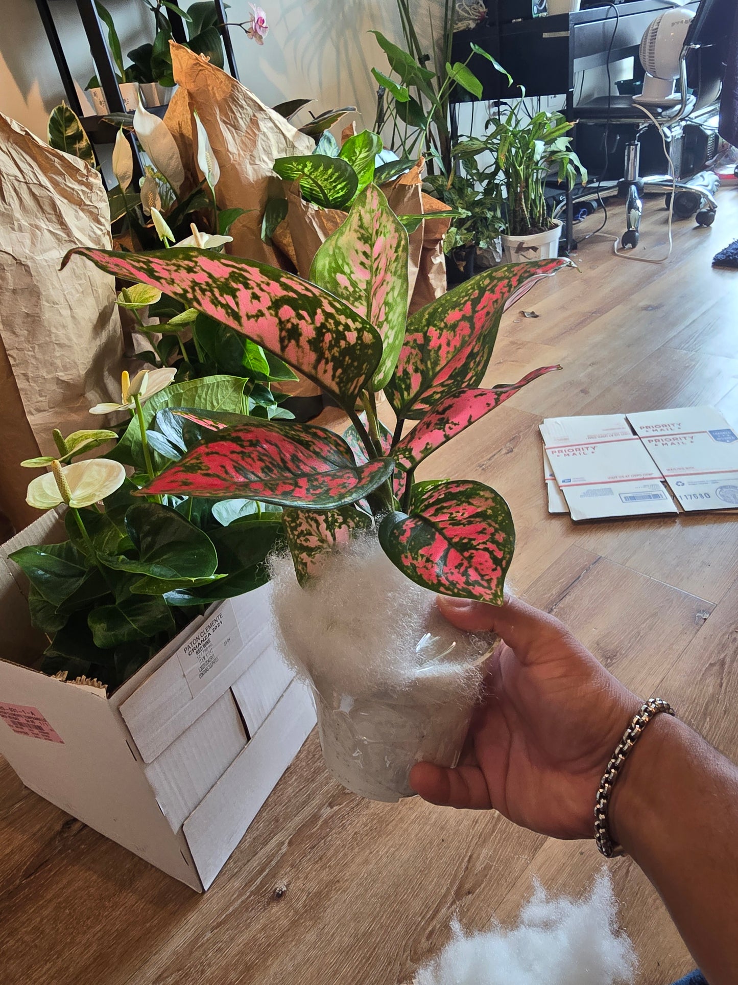 4 inch Pot - Pink Plant Live Aglaonema - Get similar to the picture - Bulk Discount! - 🪴 Voelk Art & Plants Inc 🪴