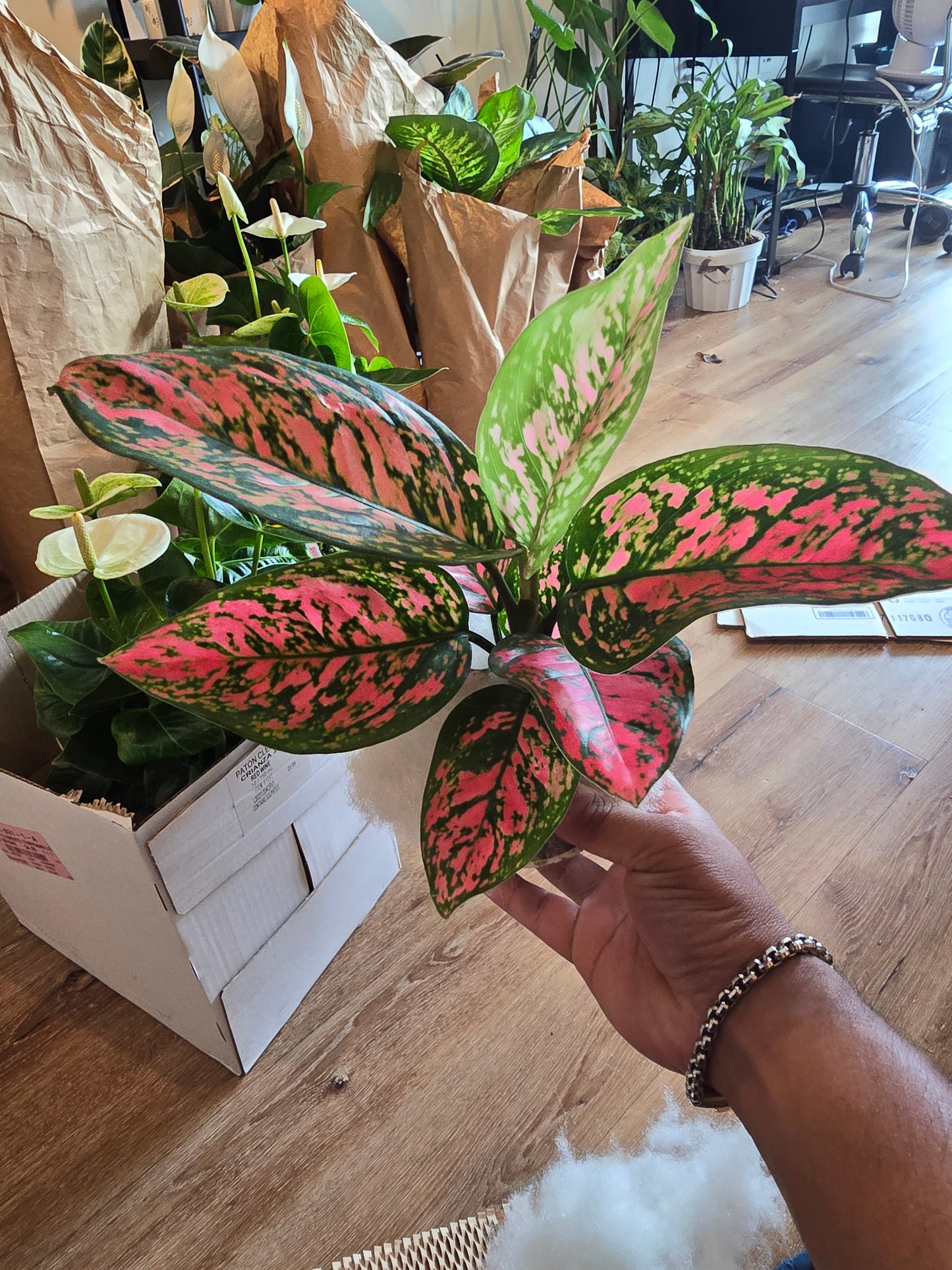 4 inch Pot - Pink Plant Live Aglaonema - Get similar to the picture - Bulk Discount! - 🪴 Voelk Art & Plants Inc 🪴
