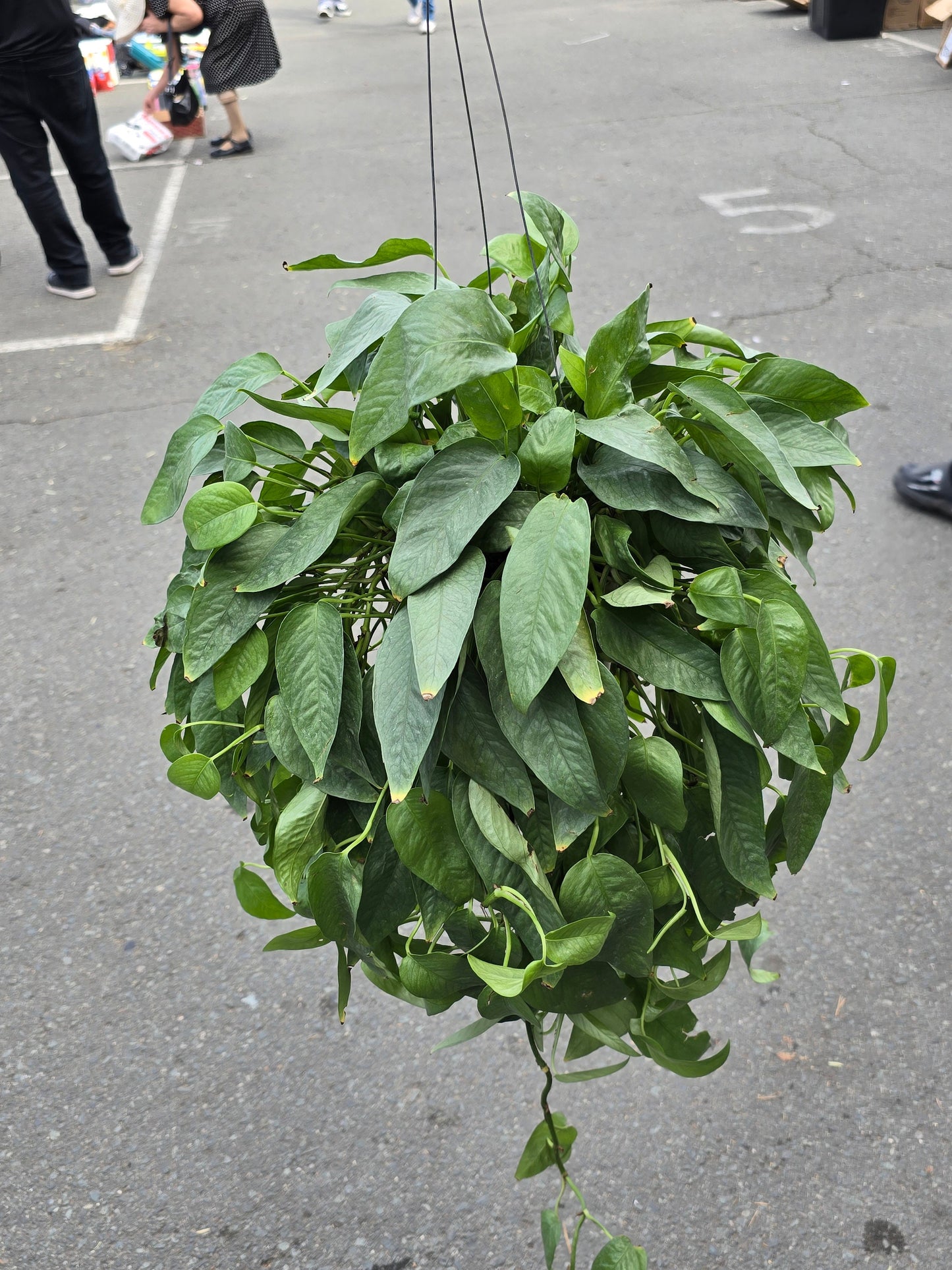 6 inch Pot XL Cebu Blue Pothos (Epipremnum Pinnatum) - Big like the picture! easy care, low light , Get similar to picture - 🪴 Voelk Art & Plants Inc 🪴
