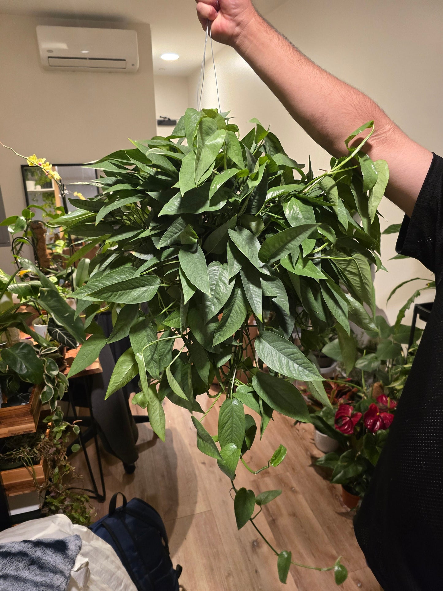 6 inch Pot XL Cebu Blue Pothos (Epipremnum Pinnatum) - Big like the picture! easy care, low light , Get similar to picture - 🪴 Voelk Art & Plants Inc 🪴